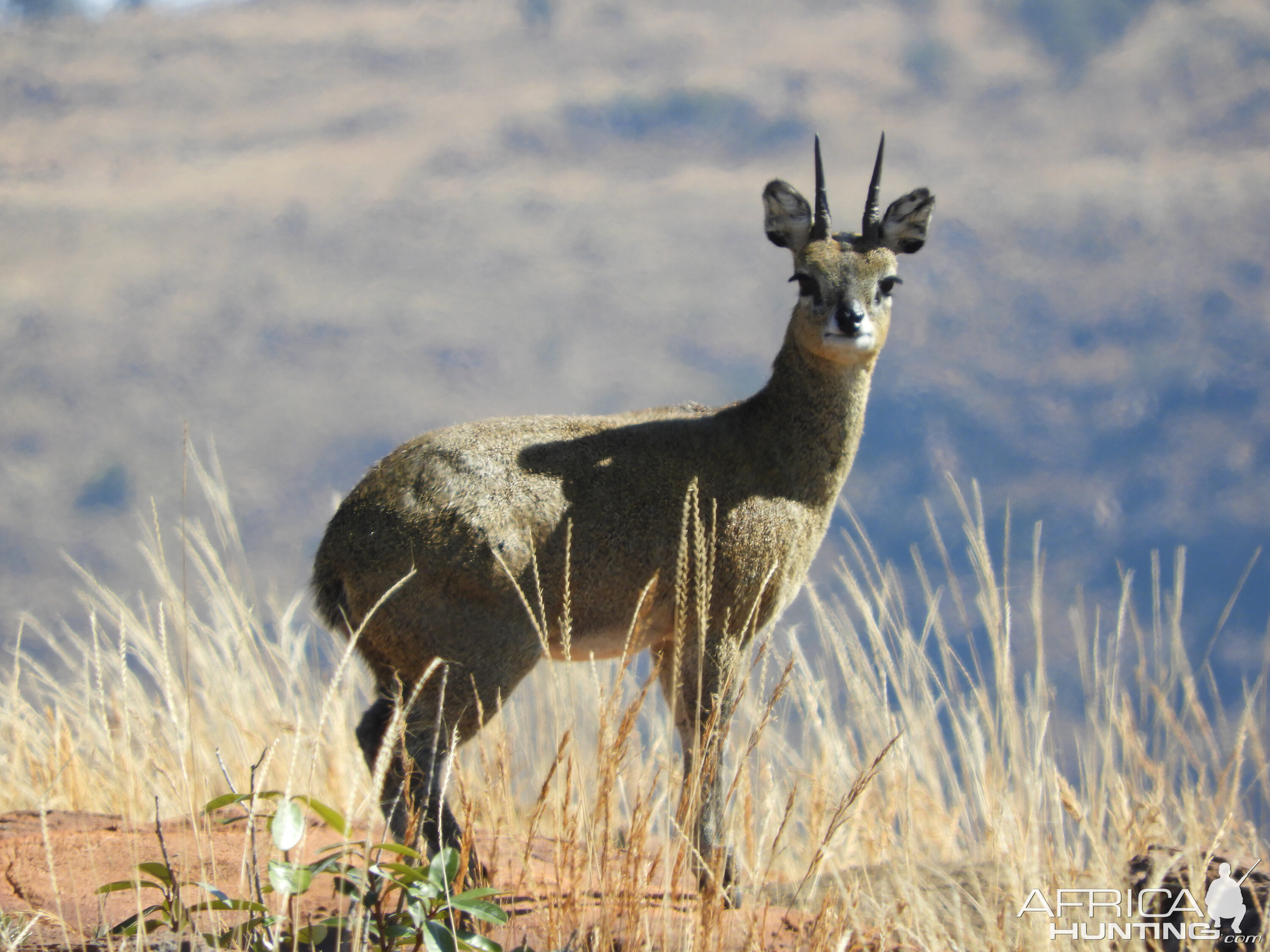 Klipspringer in South Africa