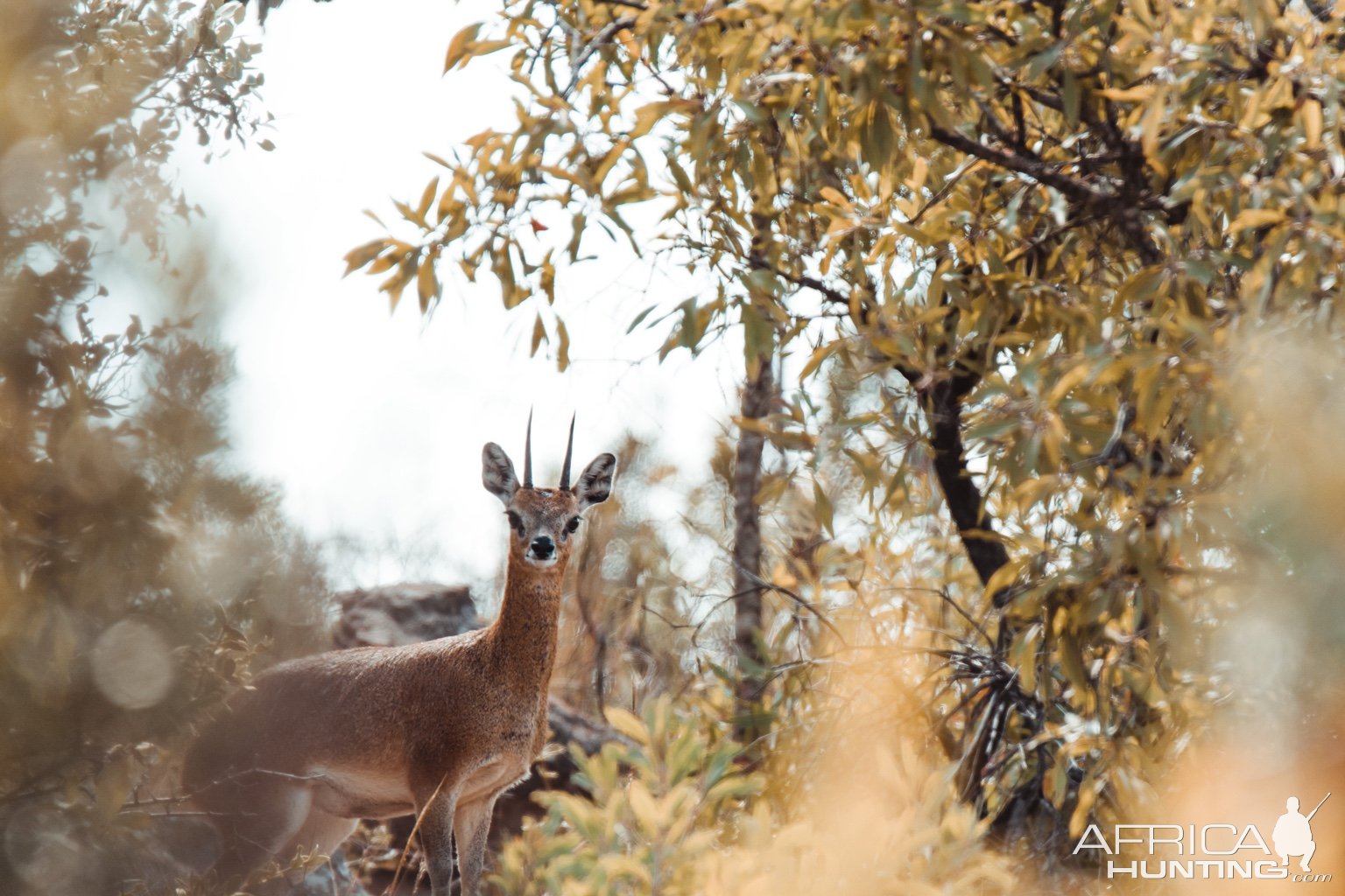 Klipspringer Limpopo South Africa