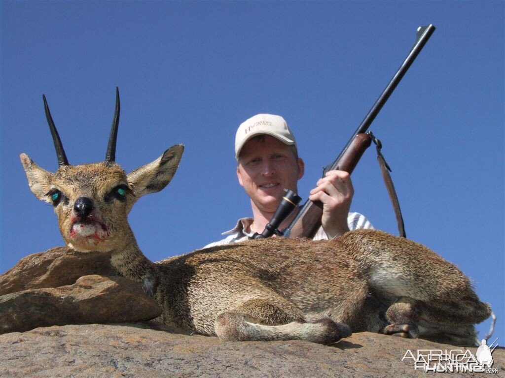 Klipspringer Namibia