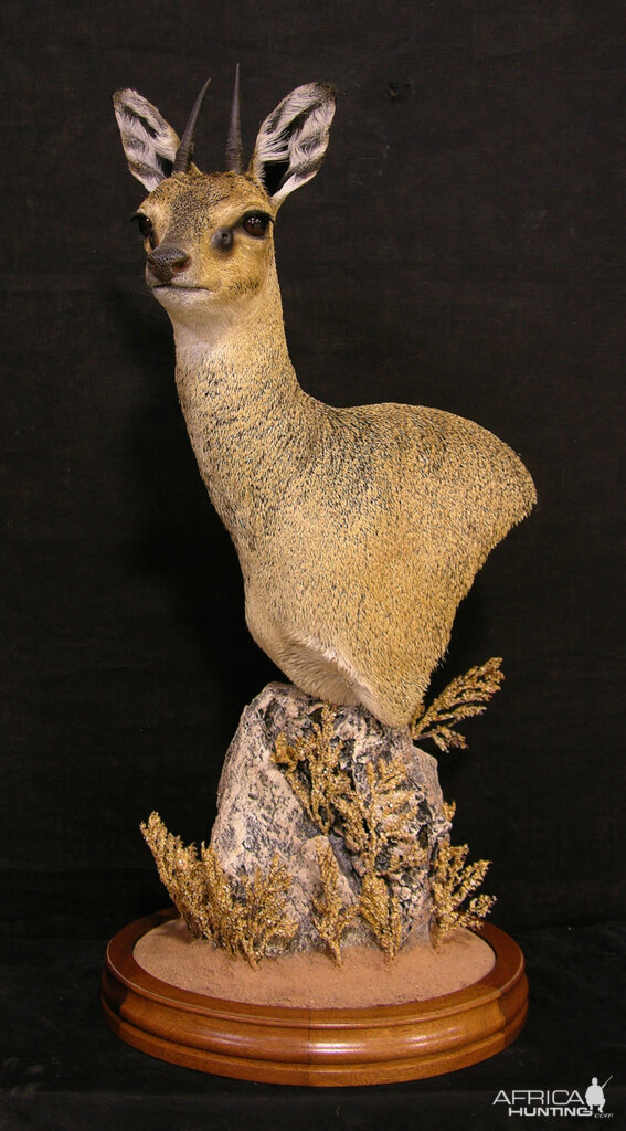 Klipspringer Pedestal Taxidermy