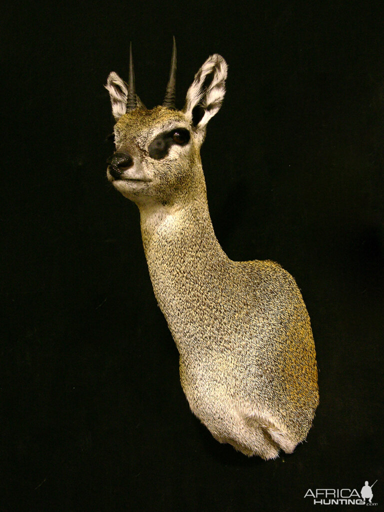 Klipspringer Shoulder Mount Taxidermy