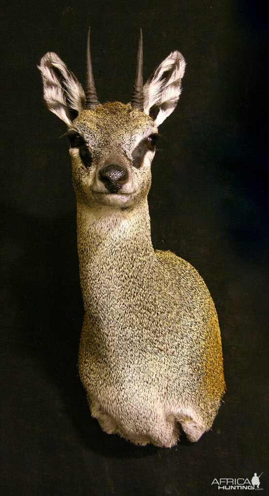 Klipspringer Shoulder Mount Taxidermy