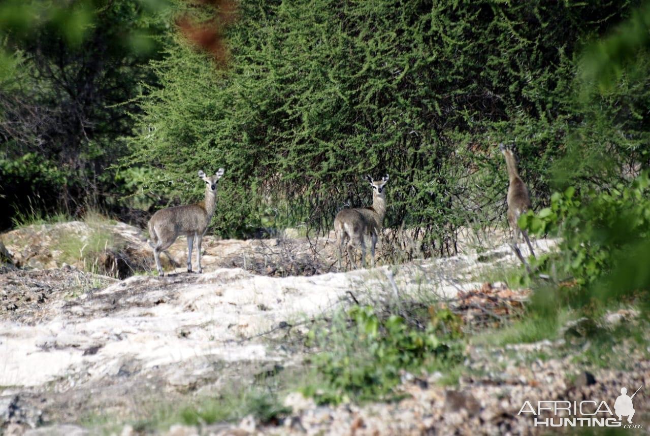 Klipspringer South Africa