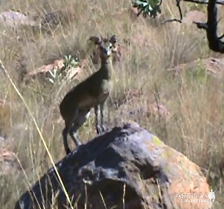 Klipspringer South Africa