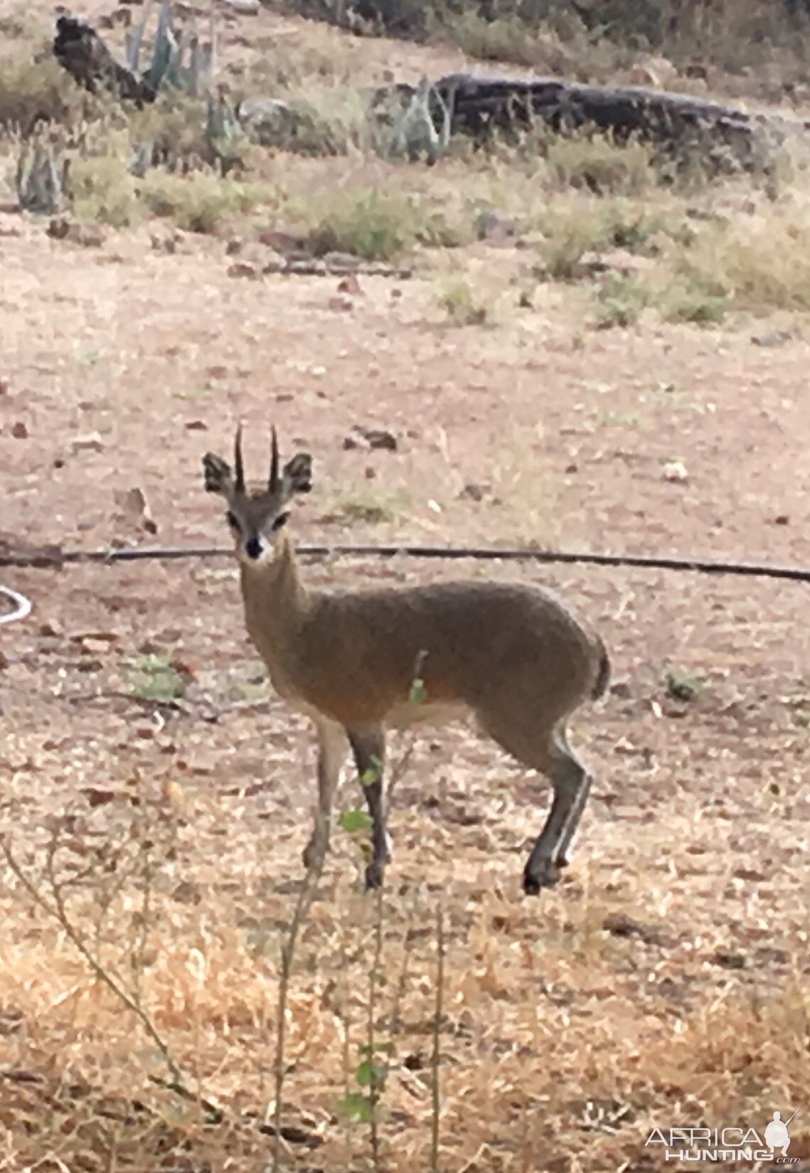 Klipspringer South Africa