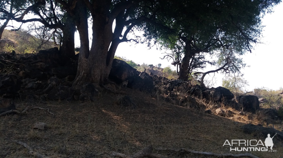 Klipspringer taking refuge from the heat