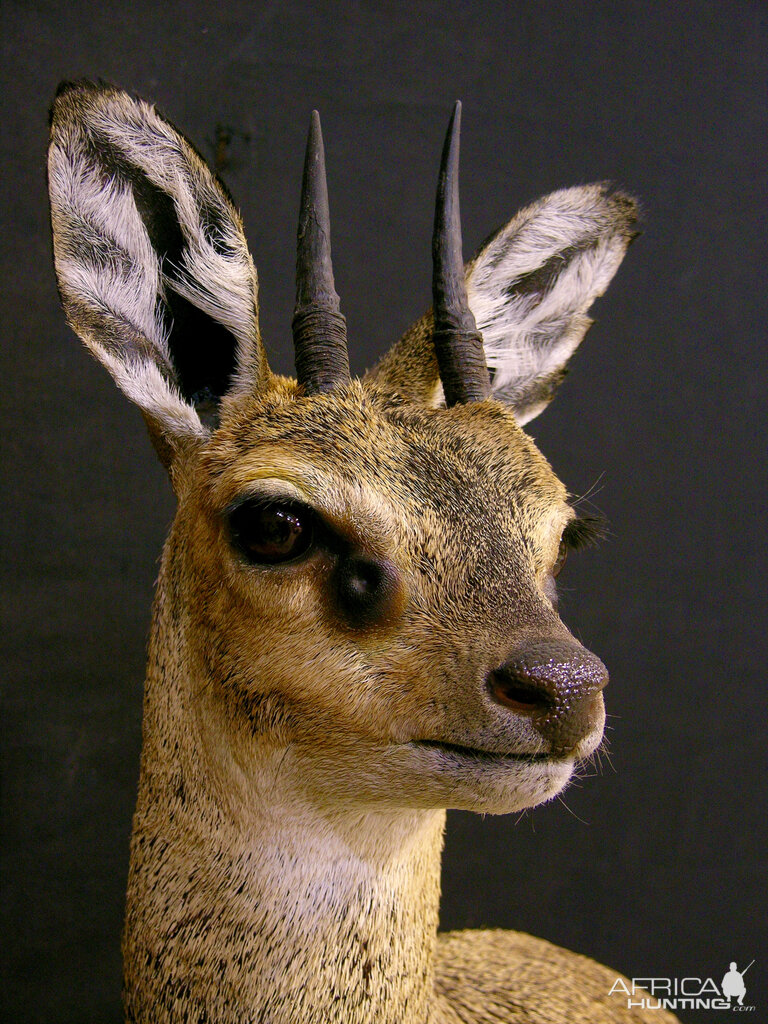 Klipspringer Taxidermy Pedestal