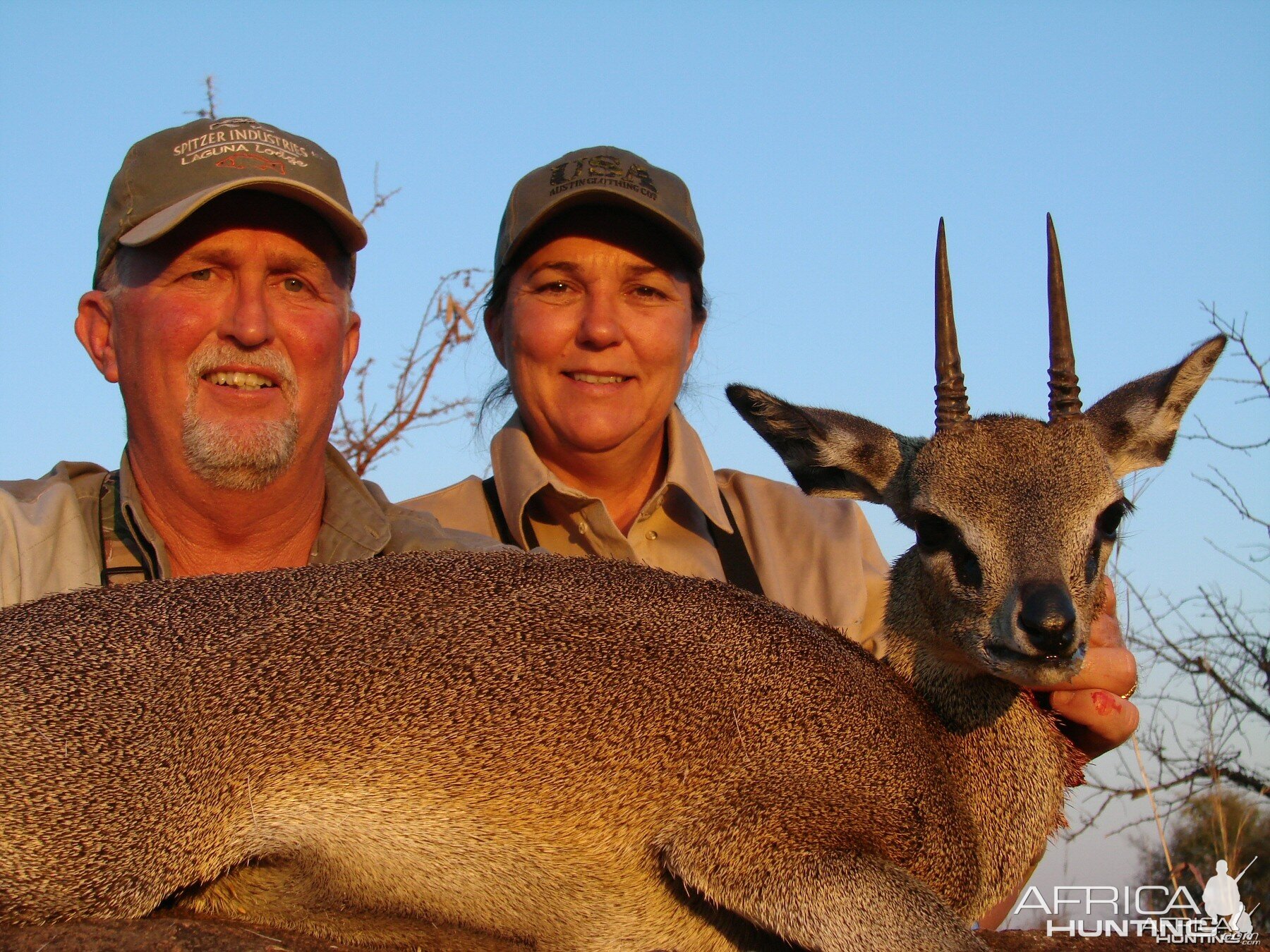 Klipspringer Zimbabwe 2007