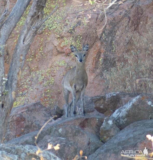 Klipspringer Zimbabwe