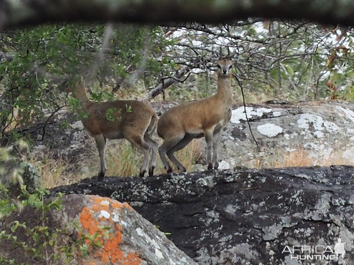 Klipspringer Zimbabwe