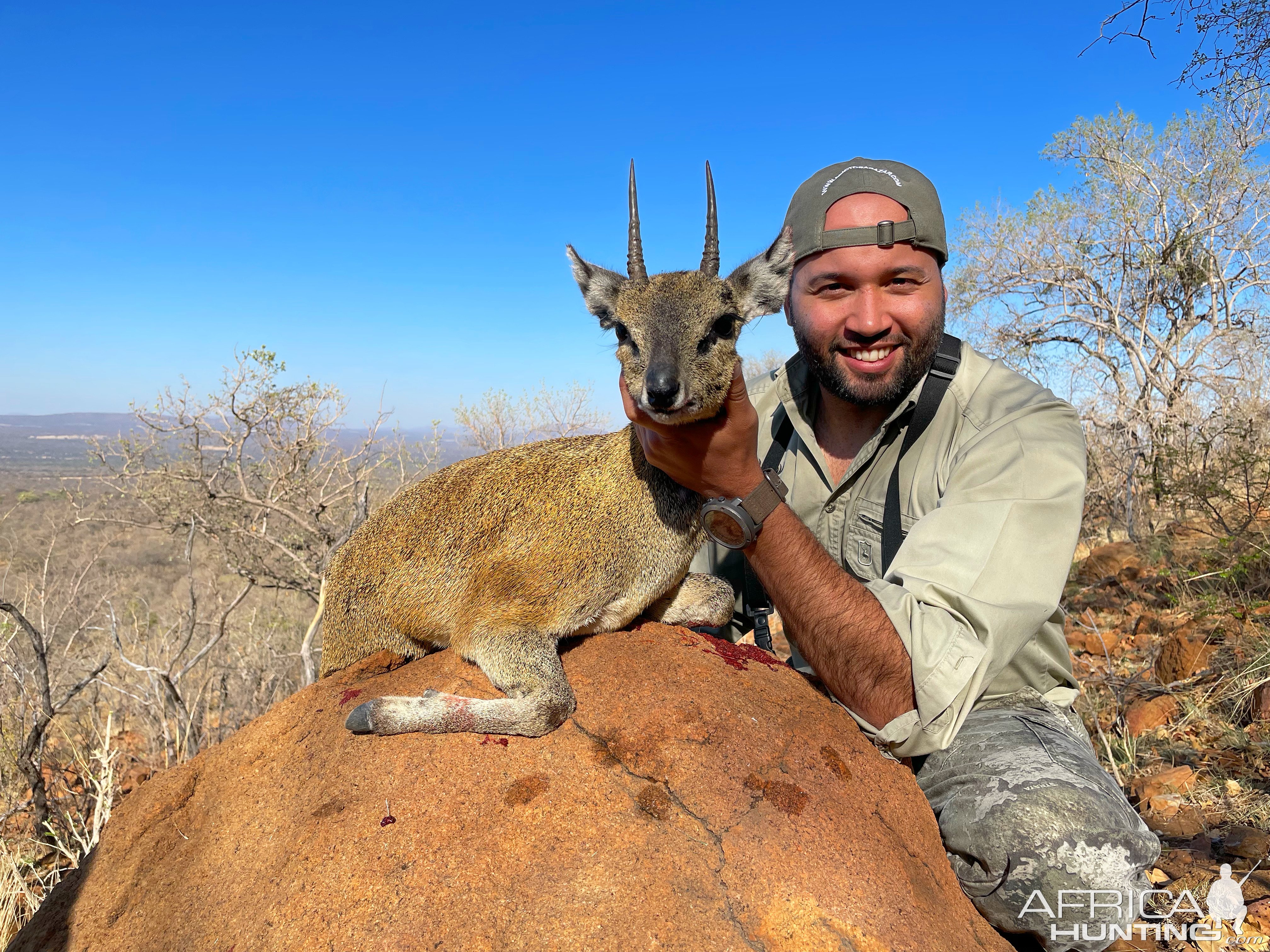 Klipspringer