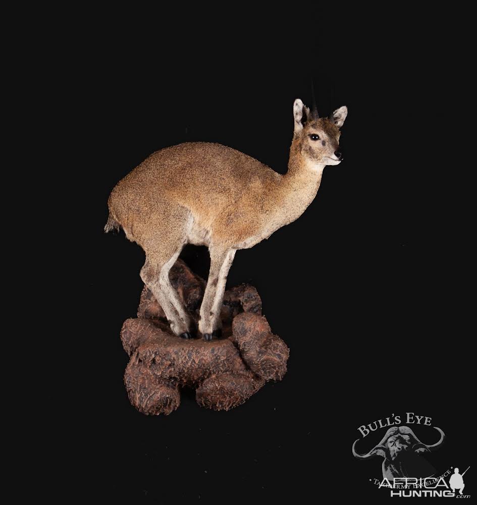 Klipspringer