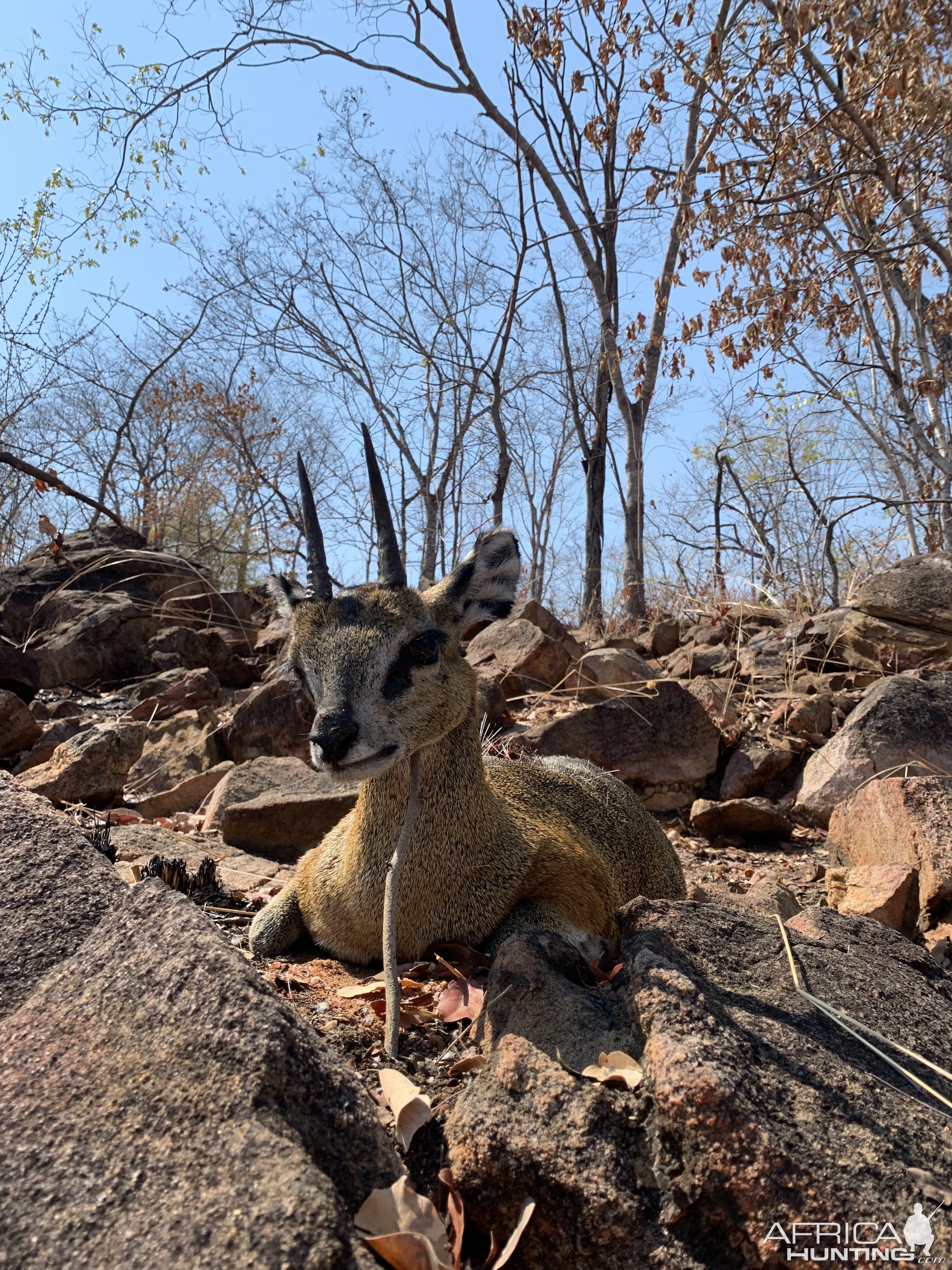 Klipspringer