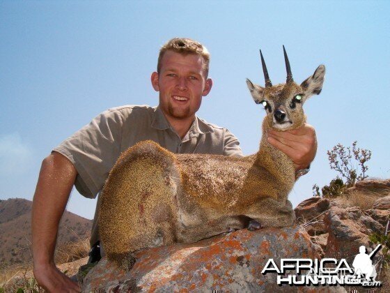 Klipspringer