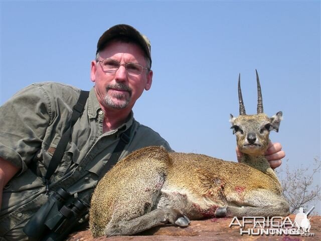 Klipspringer