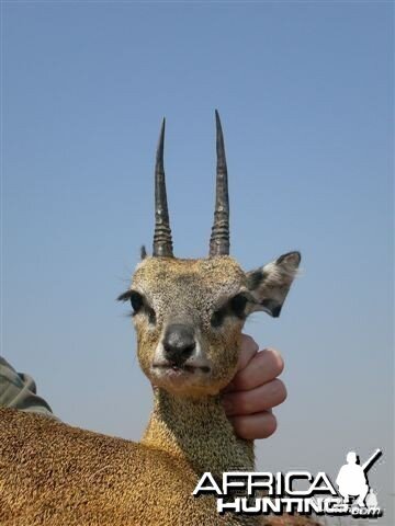 Klipspringer