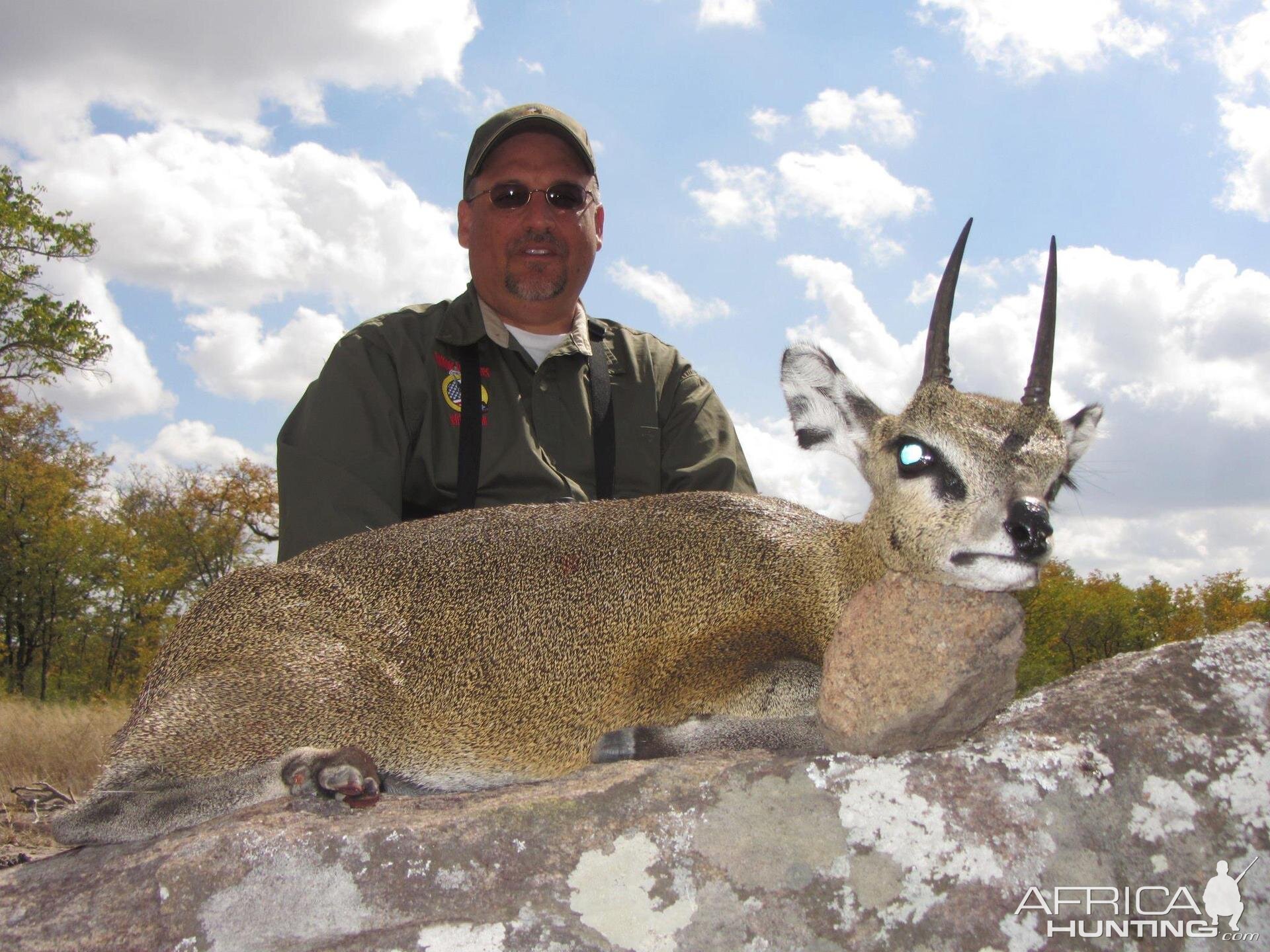 Klipspringer