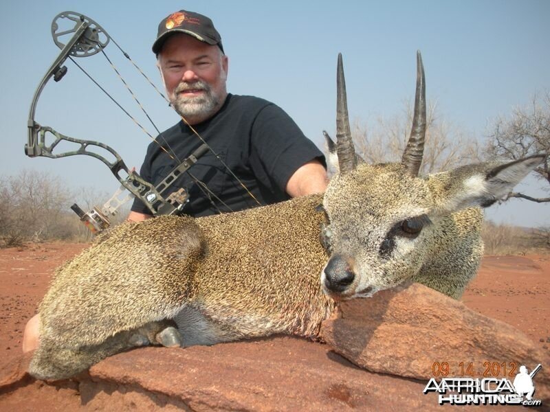 Klipspringer