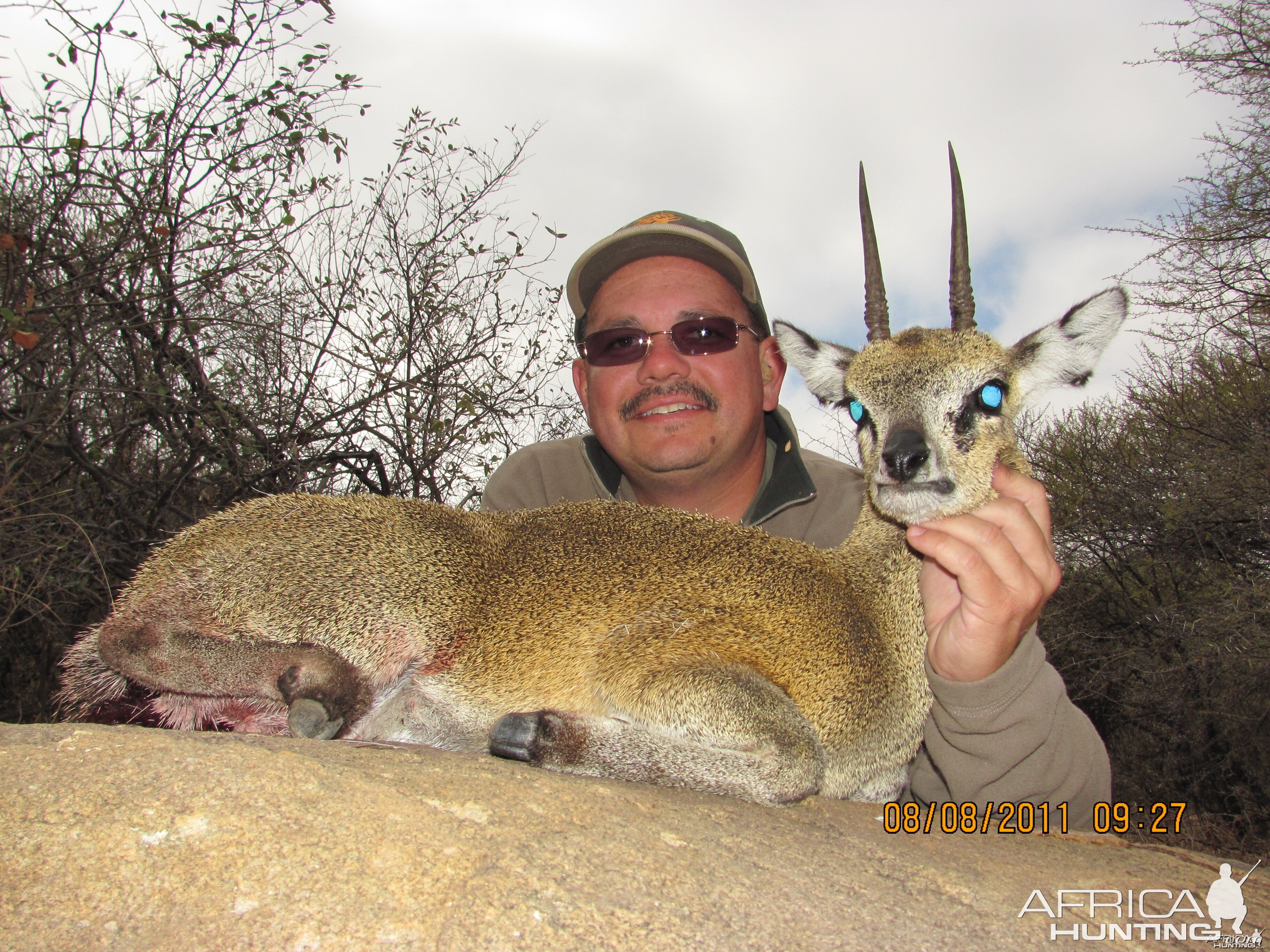 Klipspringer