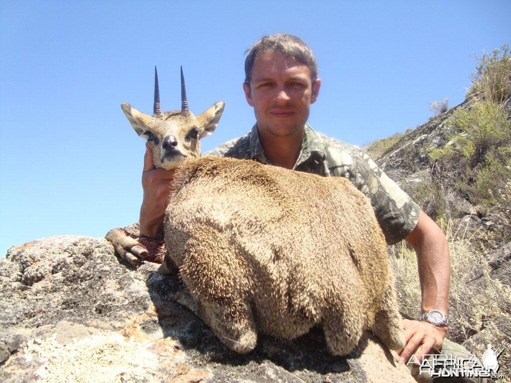 Klipspringer