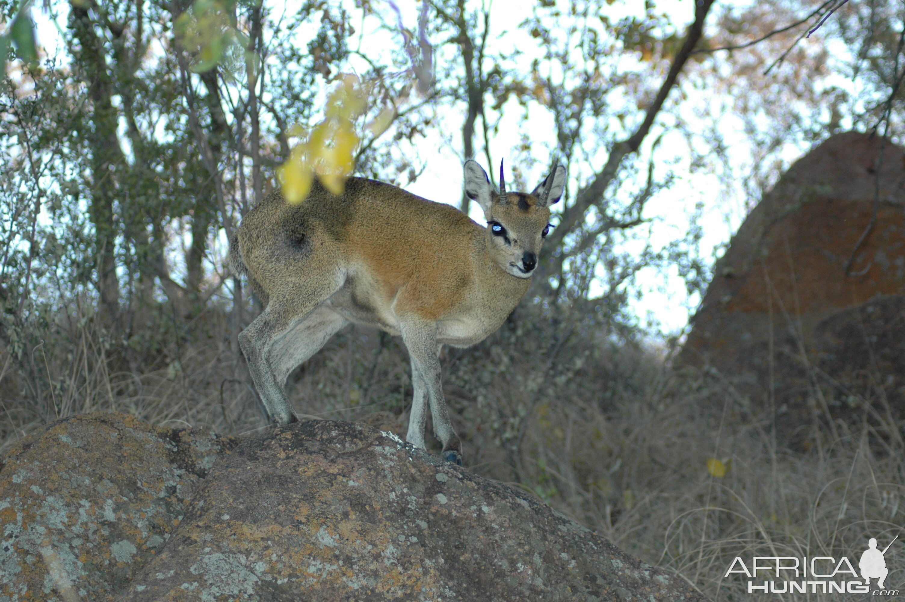 Klipspringer