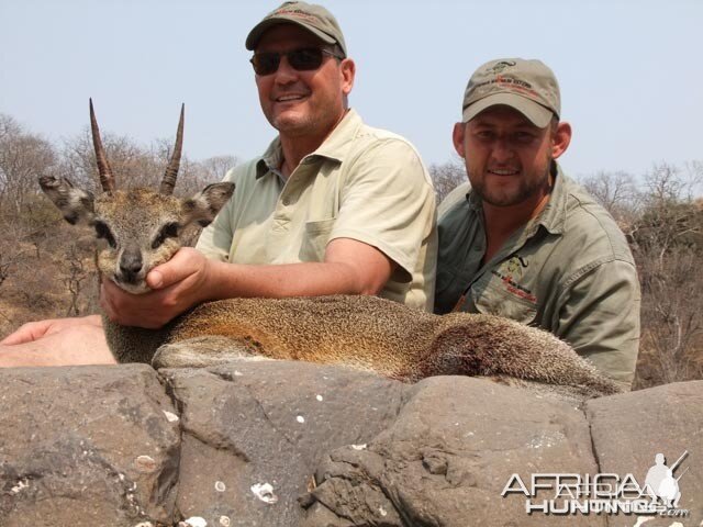 Klipspringer