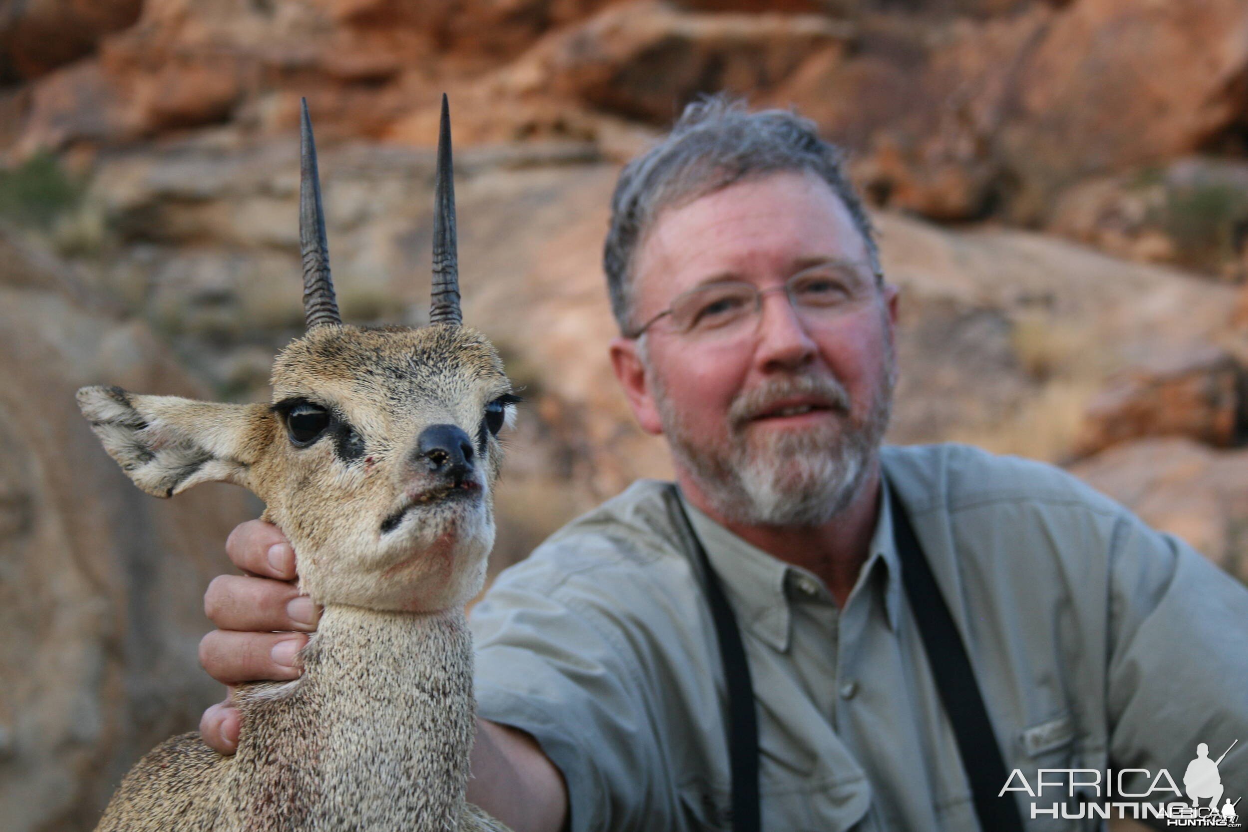 Klipspringer