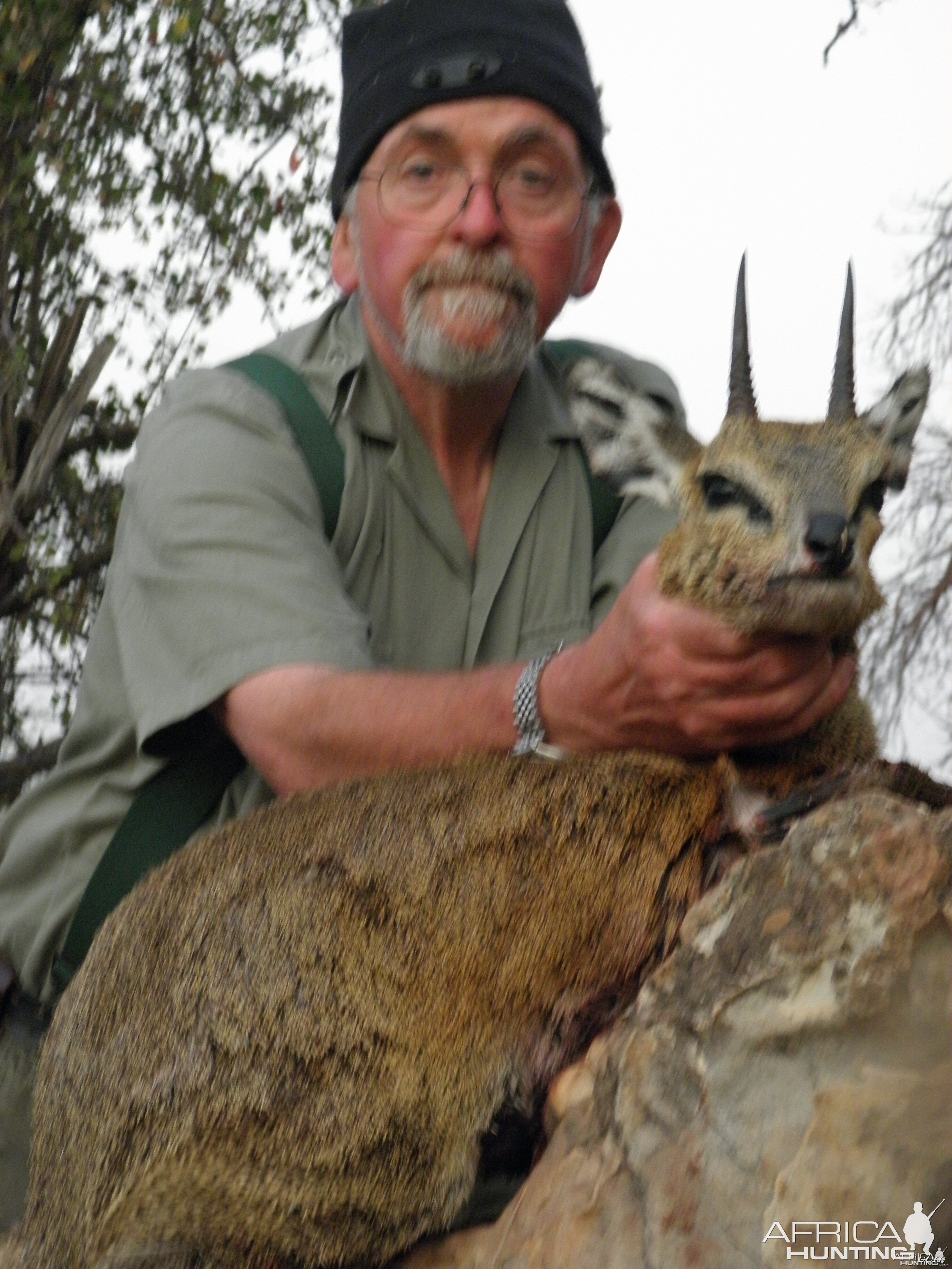 Klipspringer