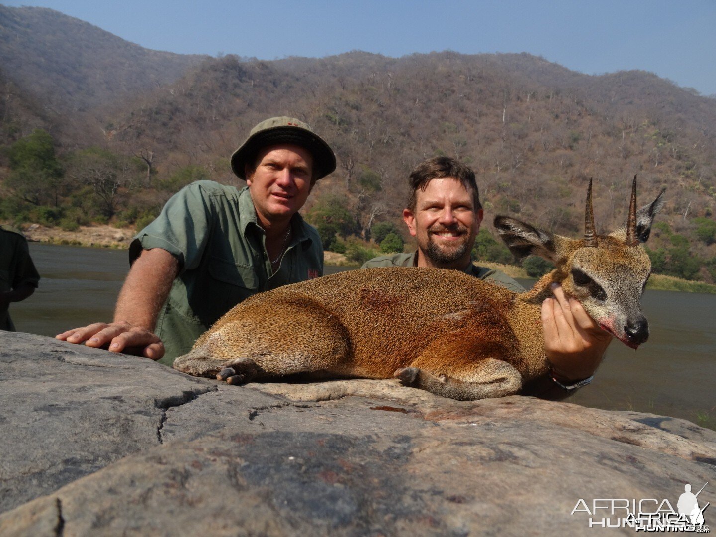 klipspringer