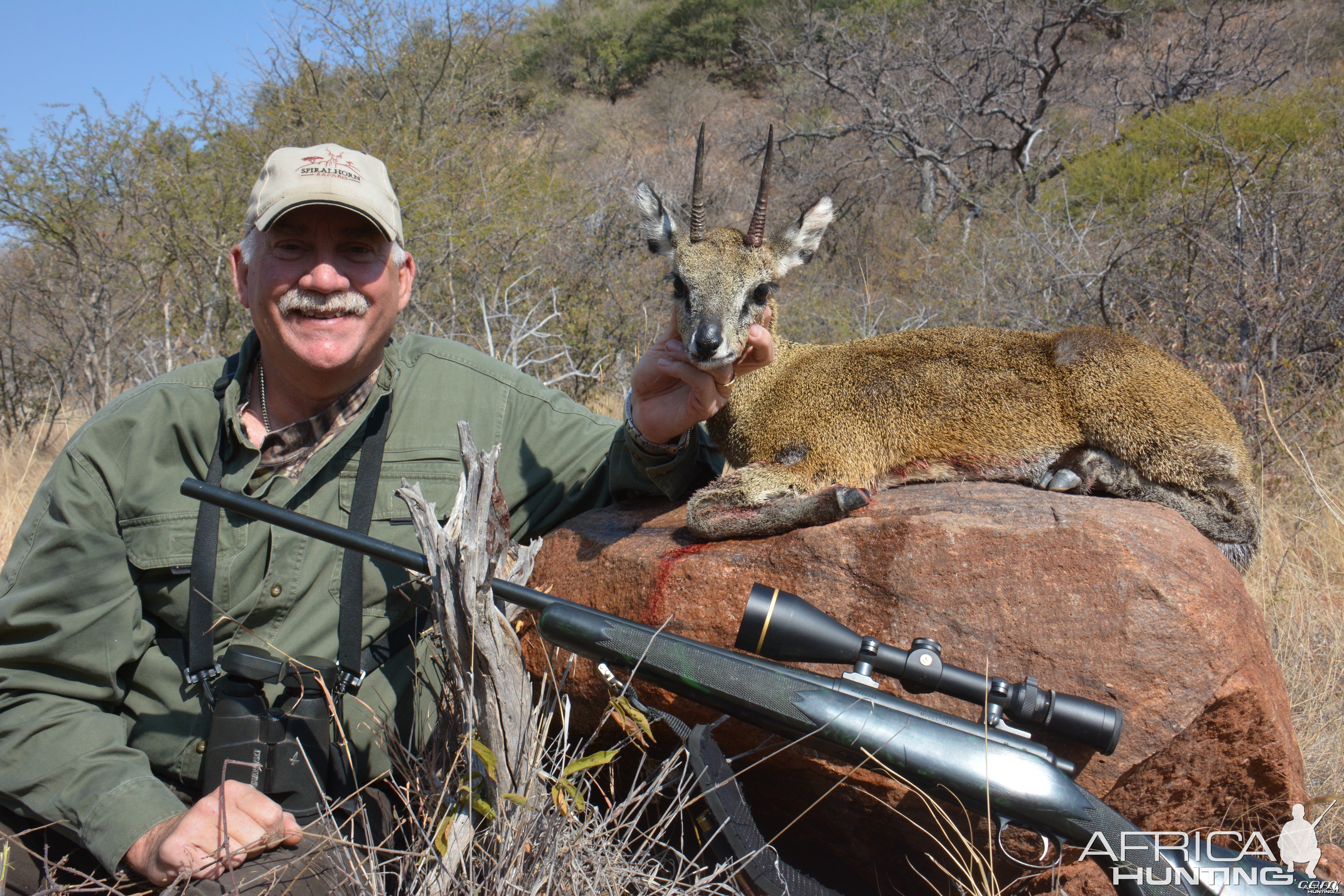 Klipspringer