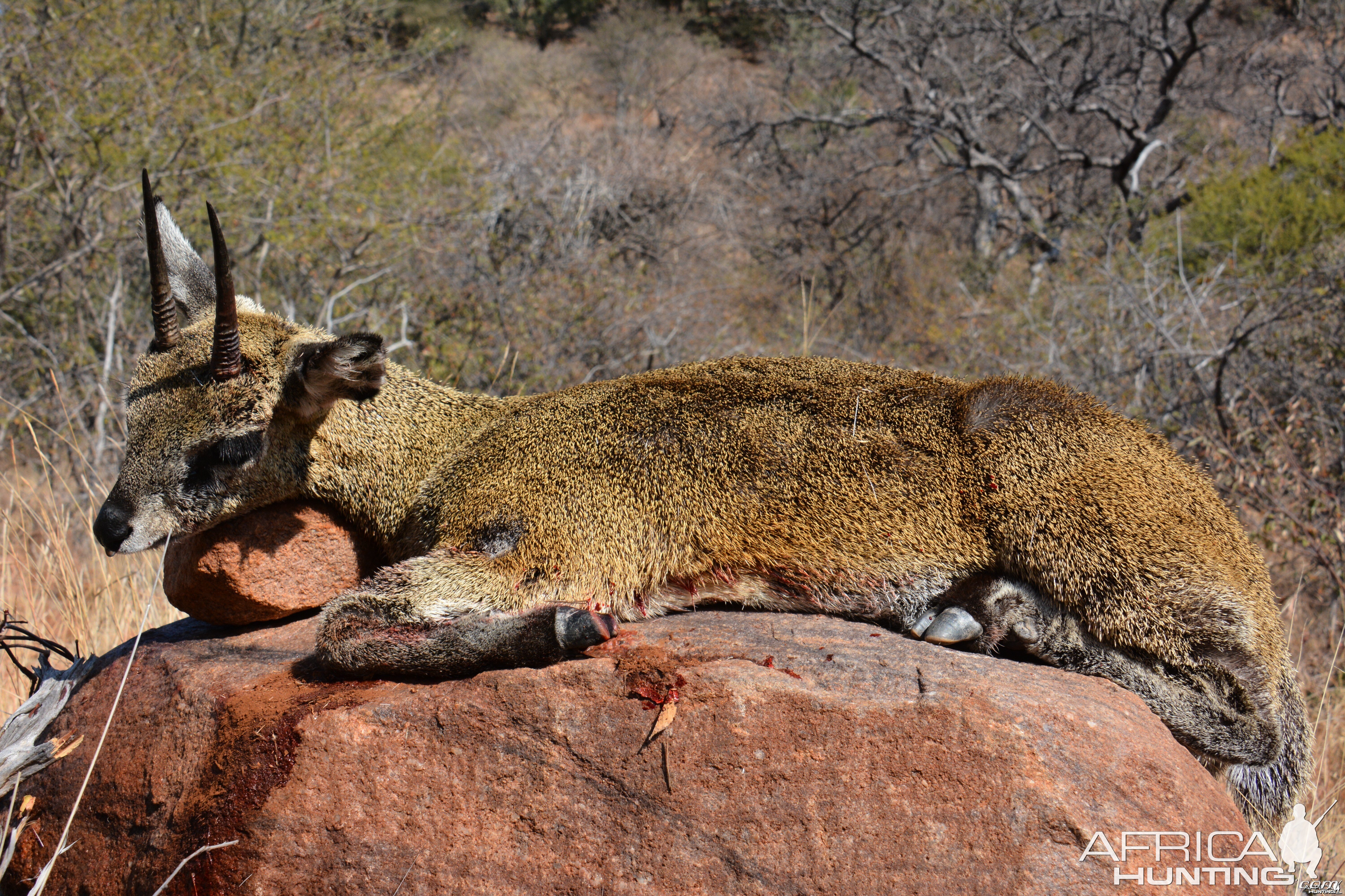 Klipspringer