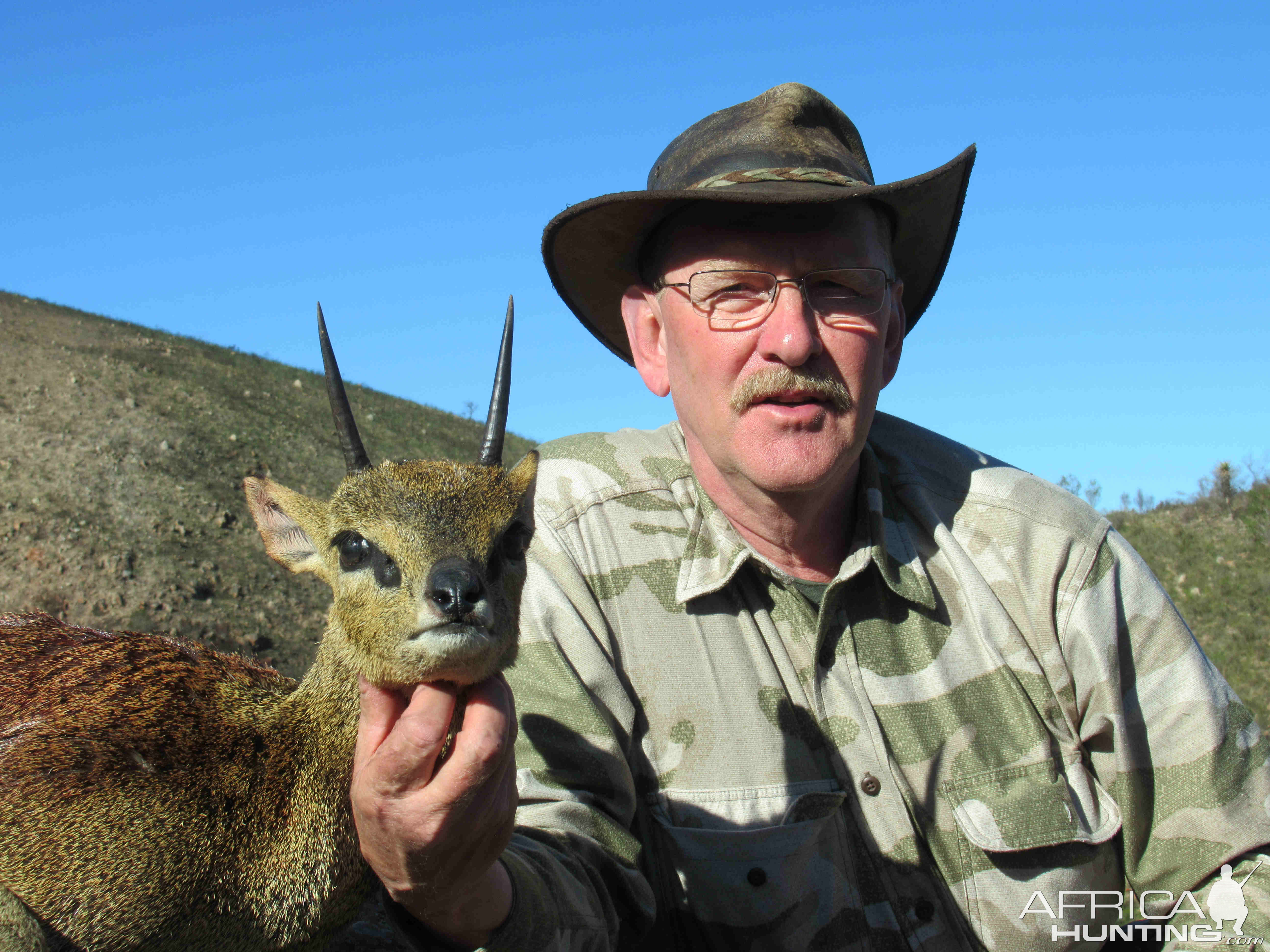 Klipspringer