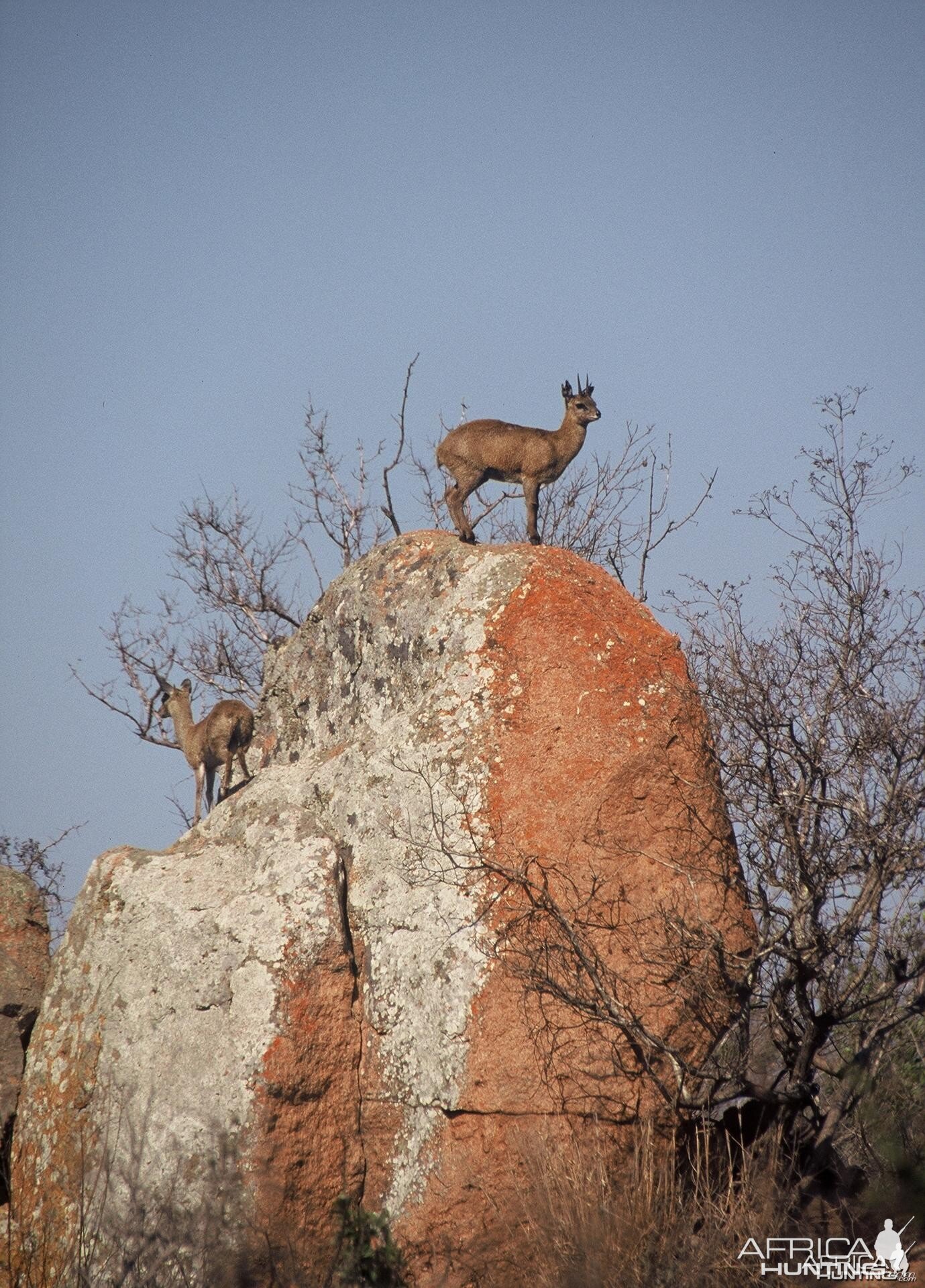 Klipspringer