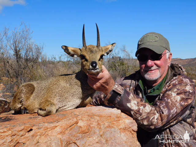 Klipspringer