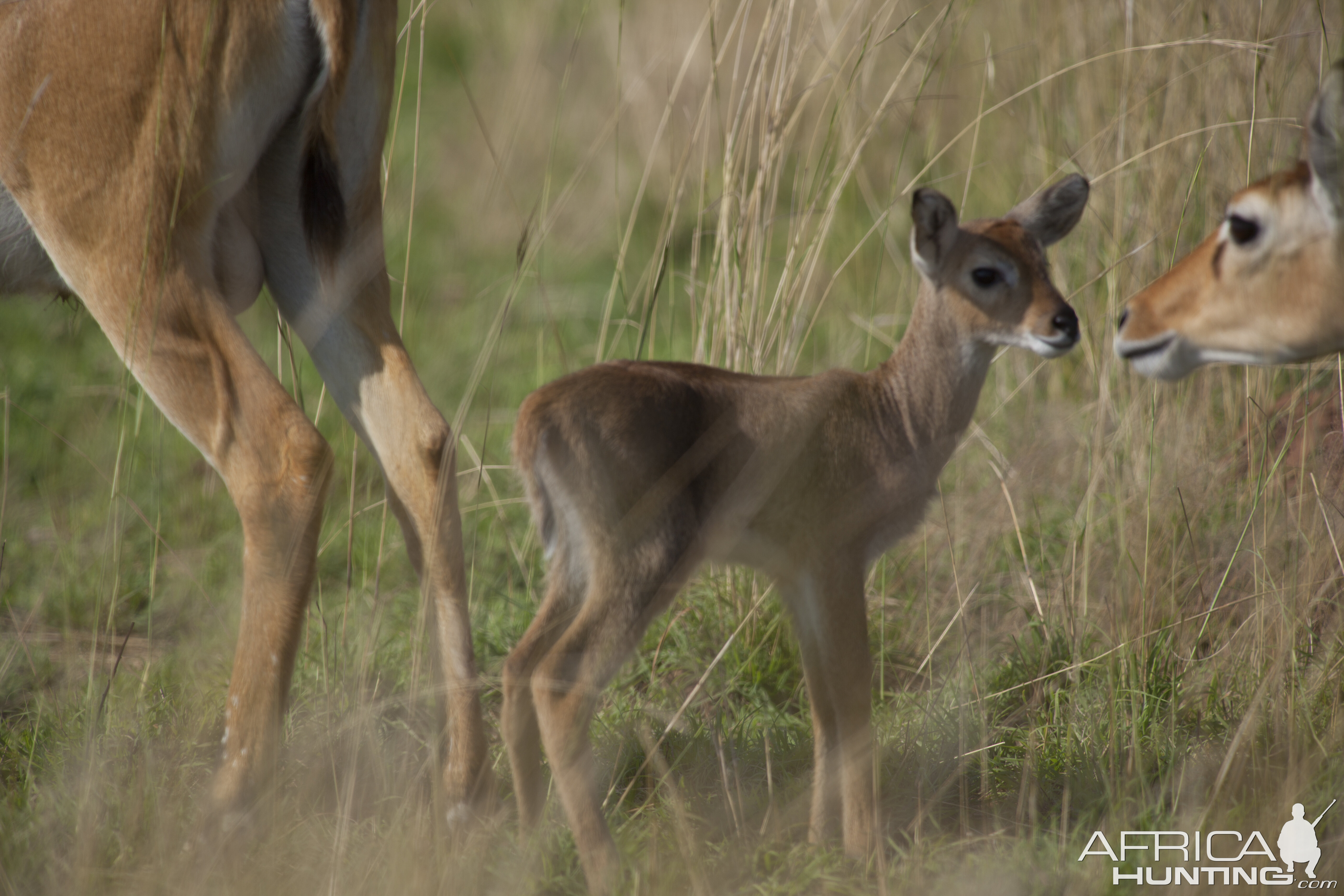 Kob Fawn Uganda