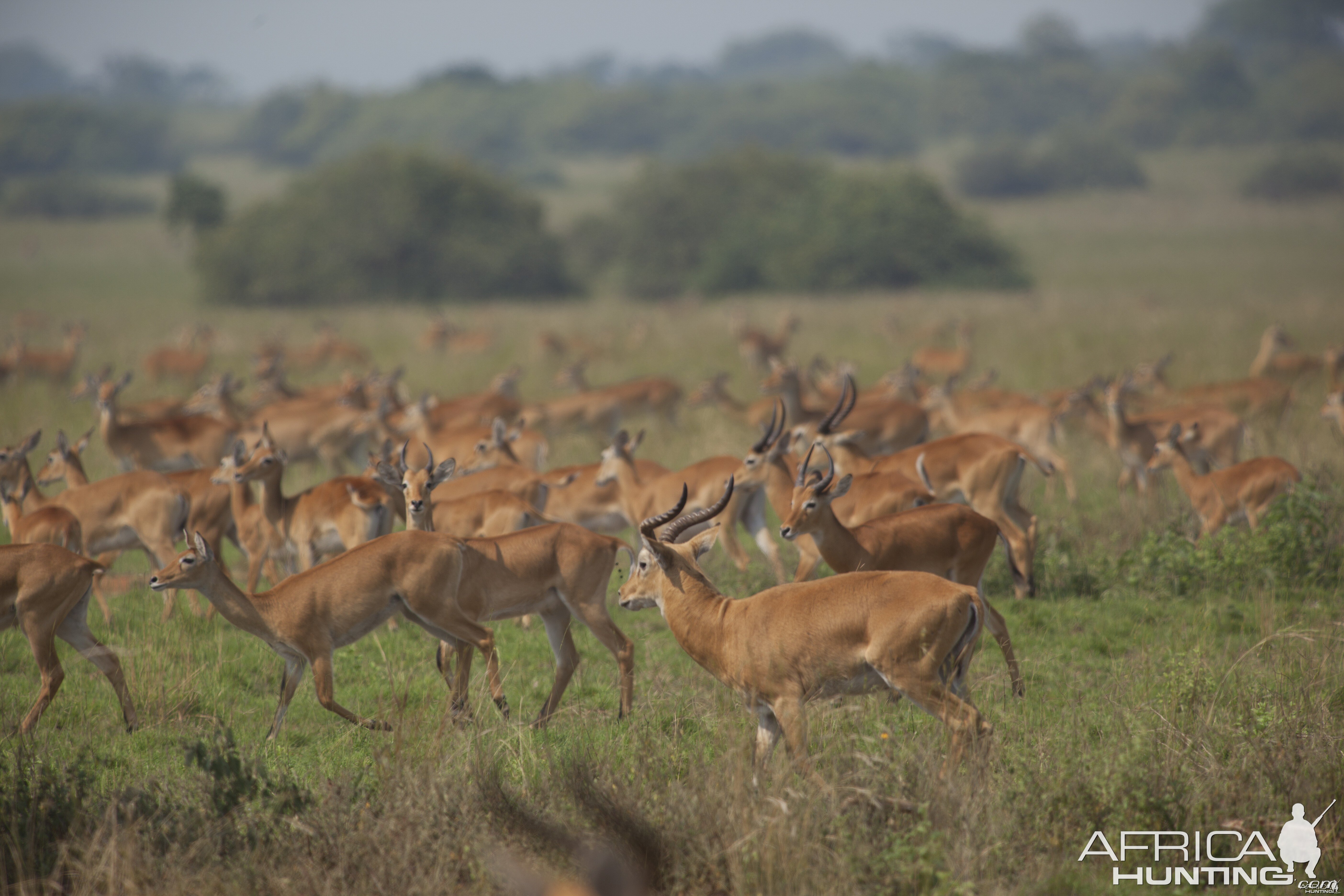 Kob Herd Uganda