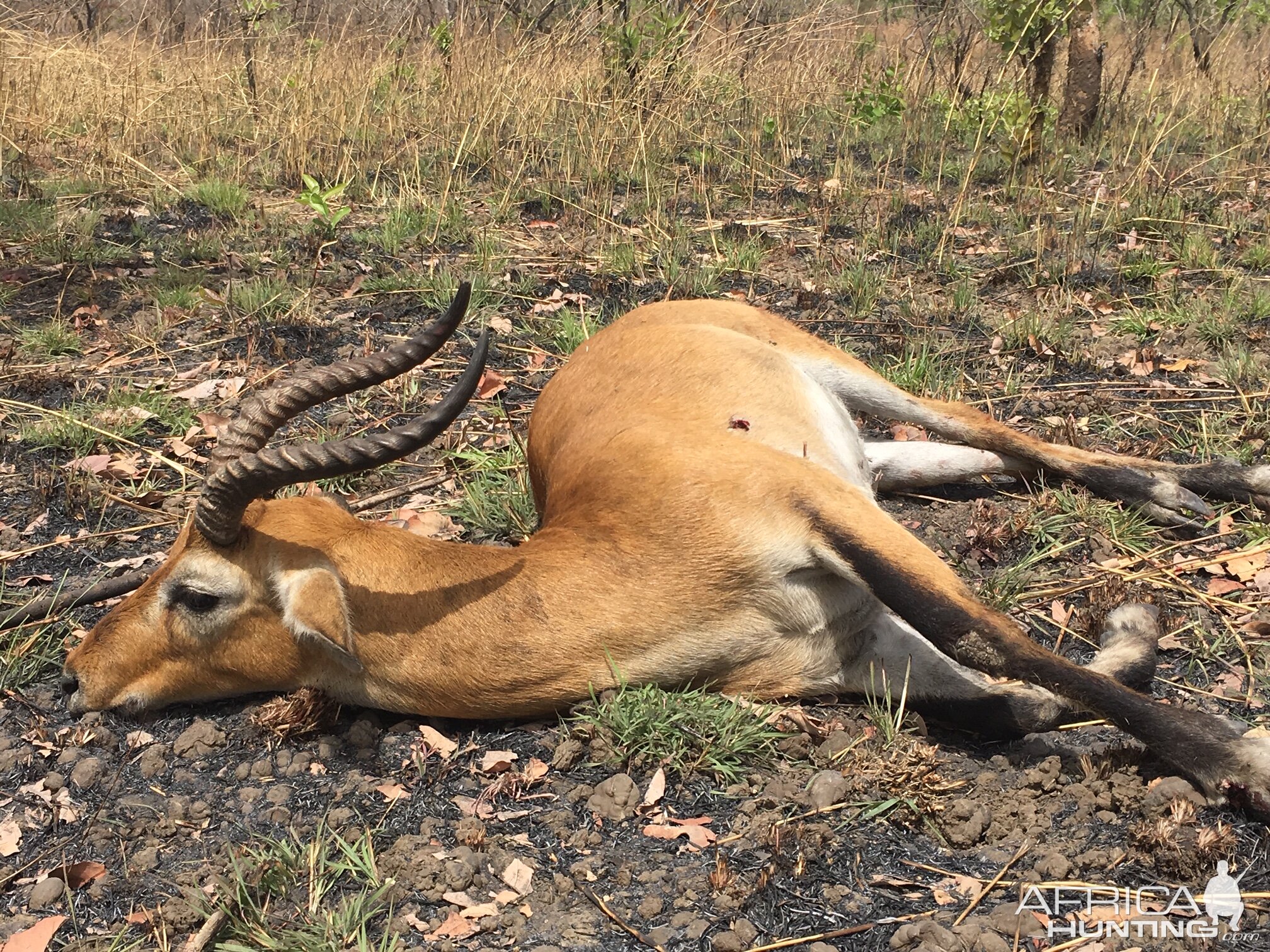 Kob Hunt Cameroon