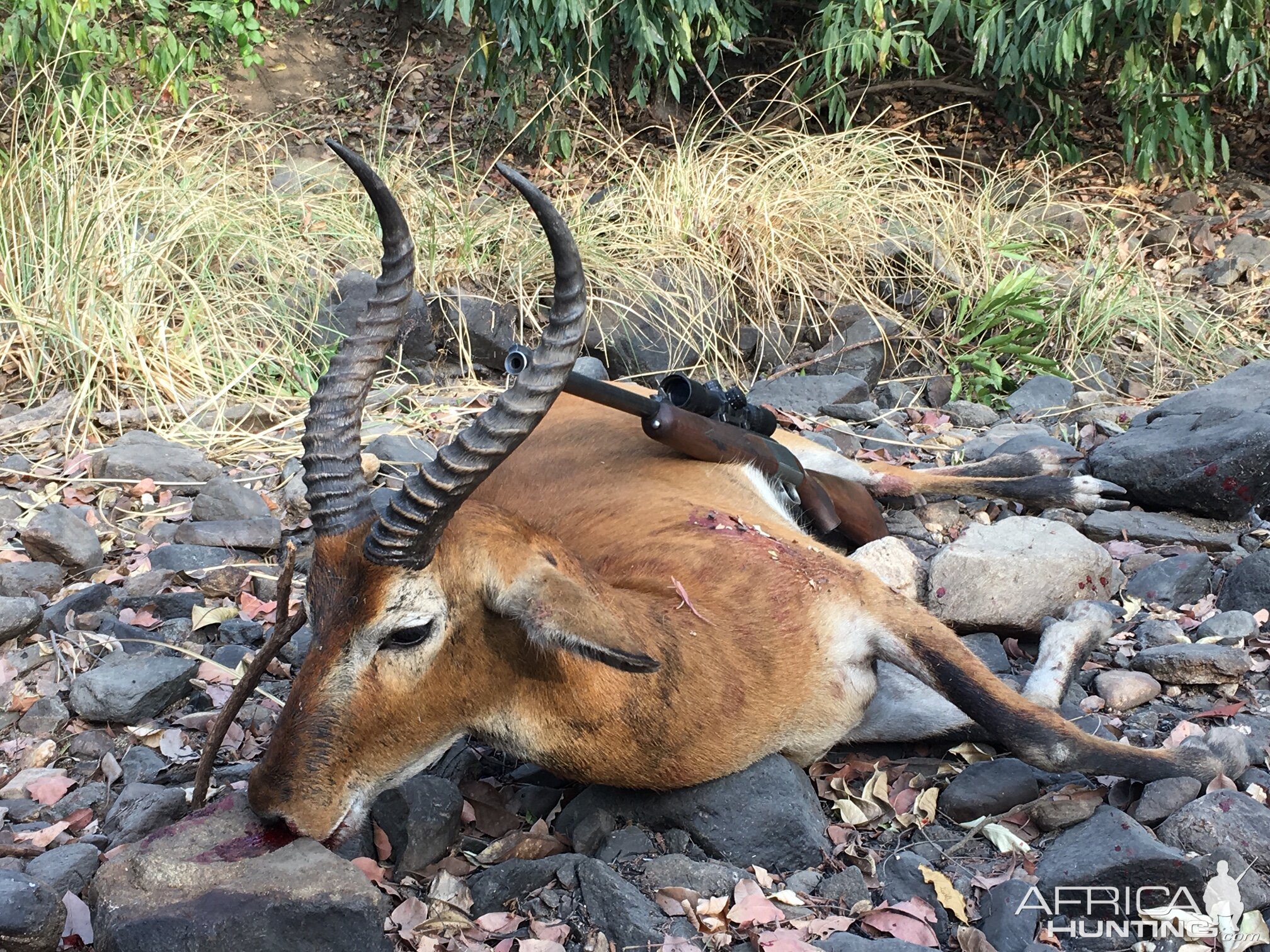 Kob Hunting Cameroon