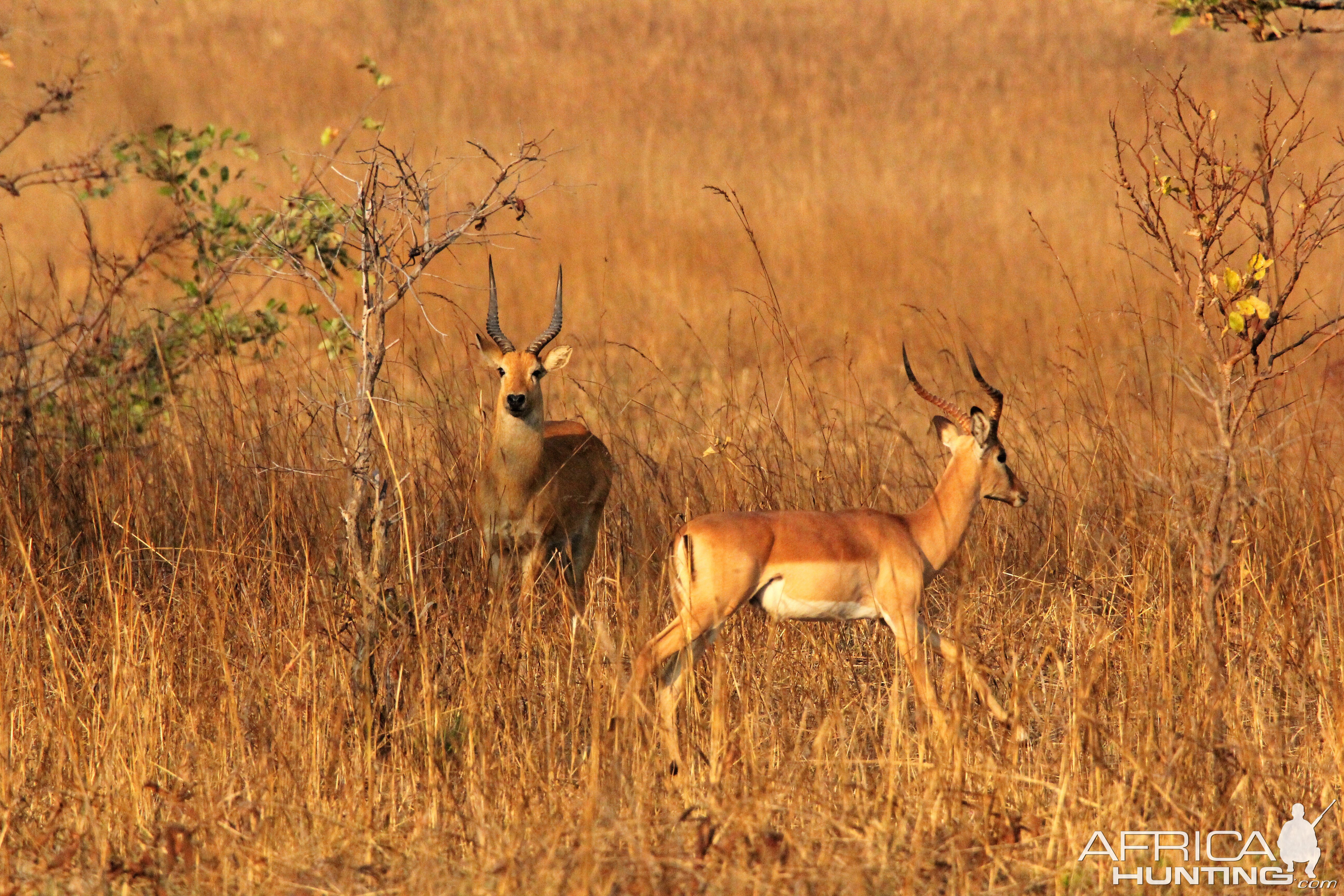 Kob Zambia