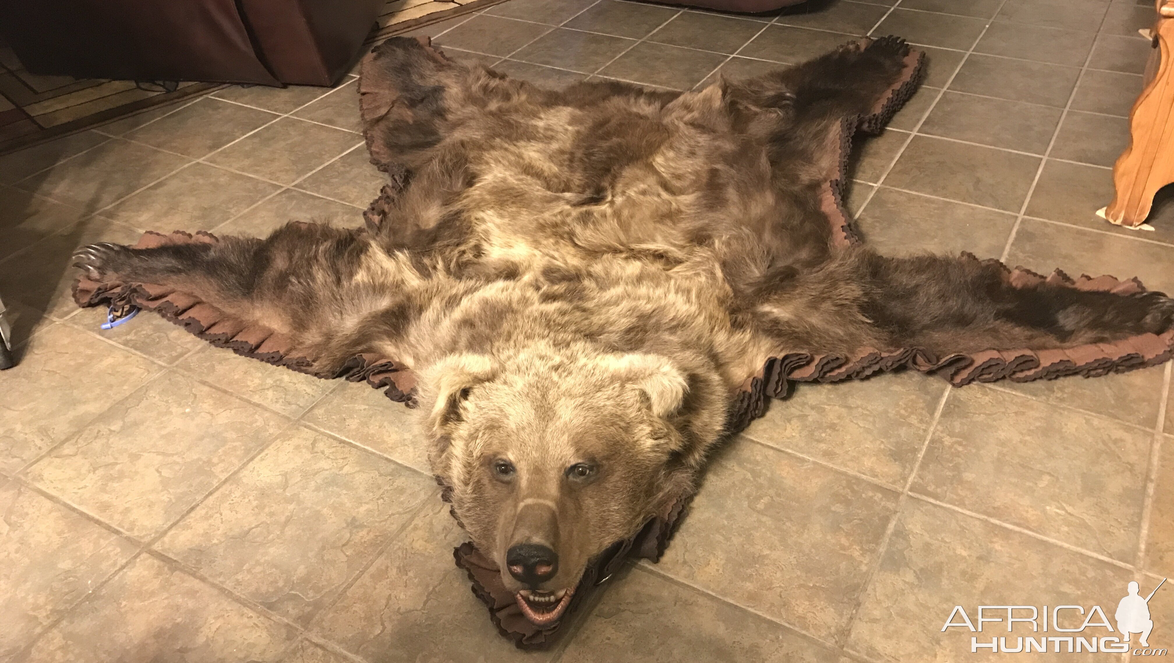 Kodiak Bear Rug