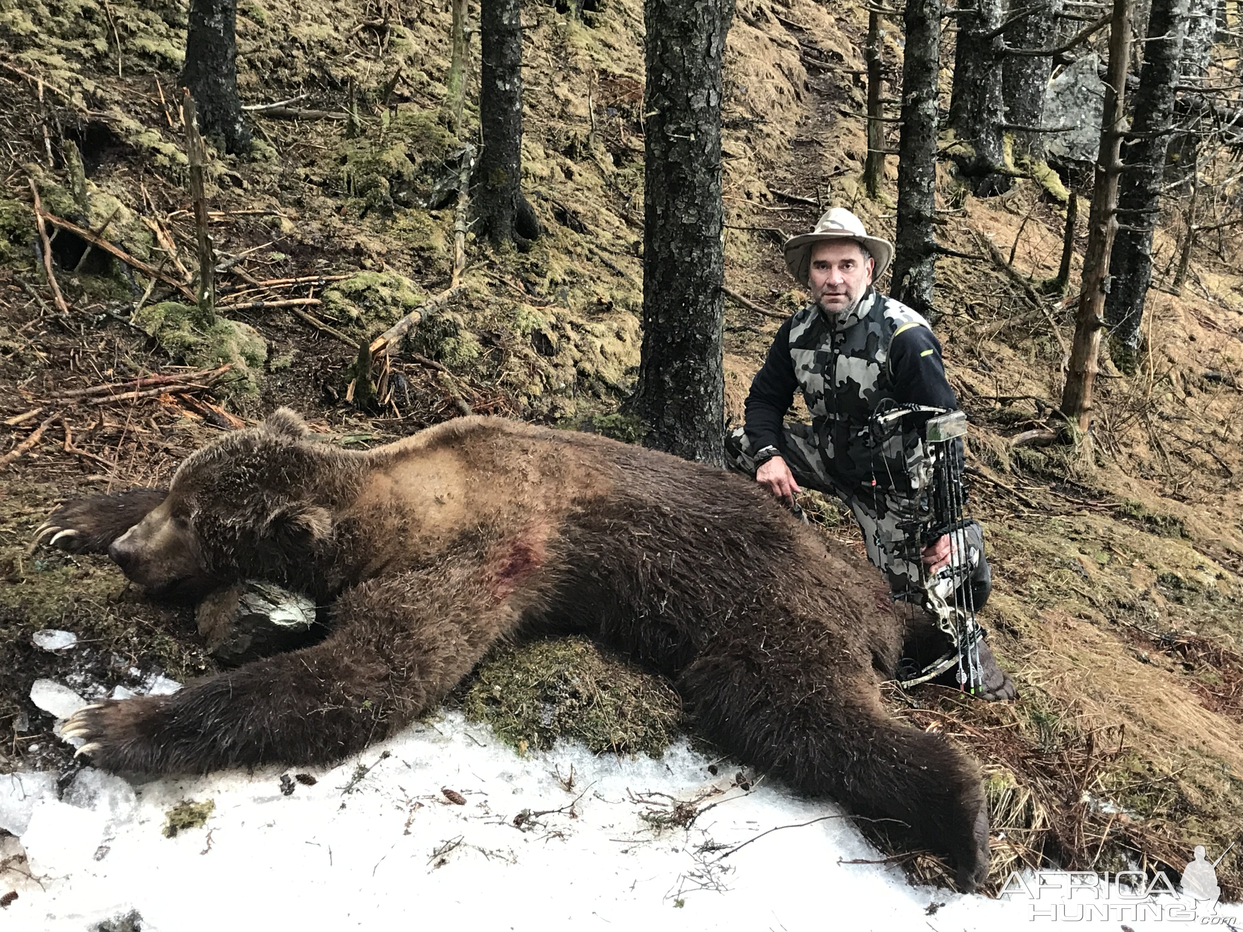 kodiak bear