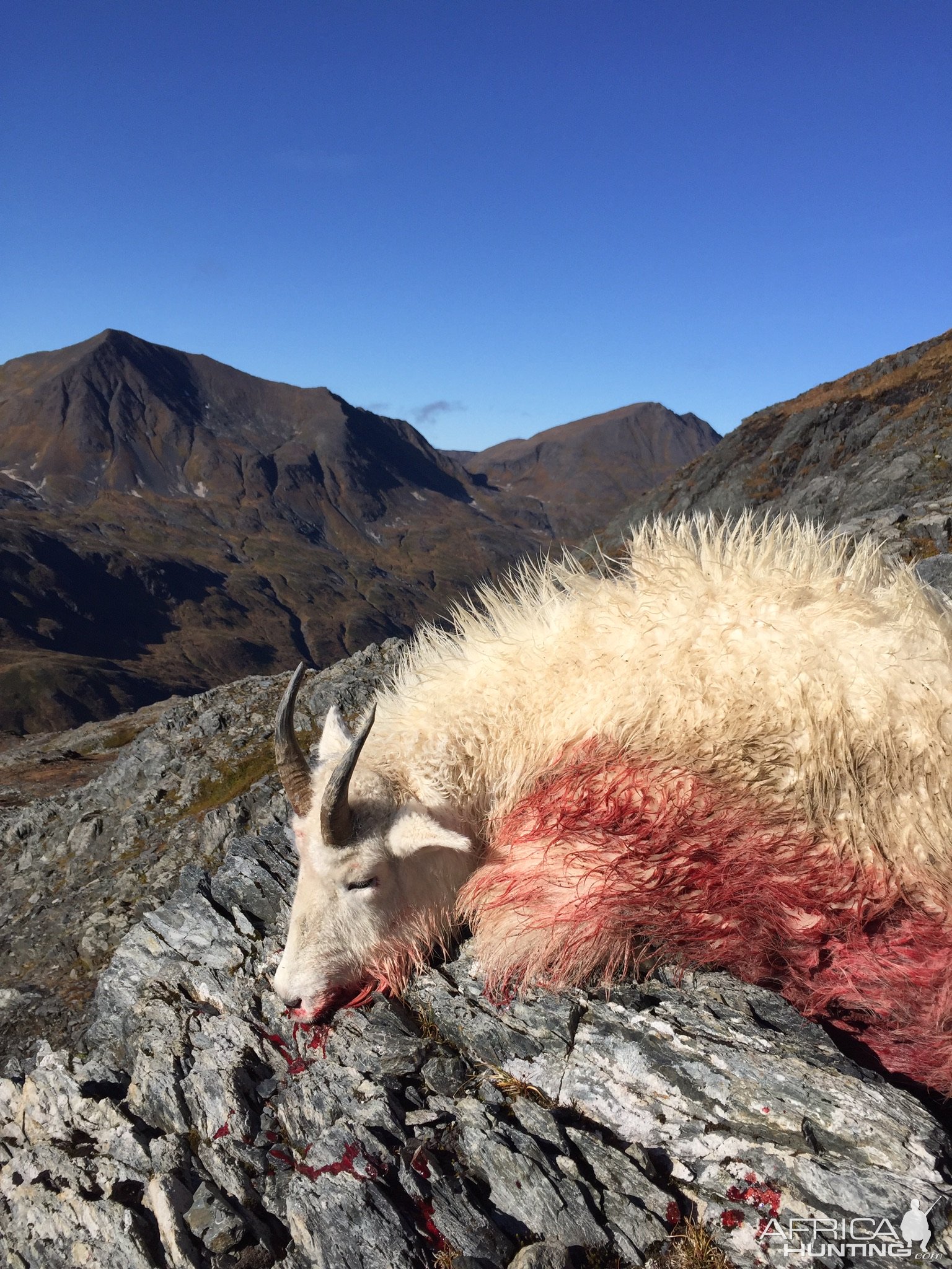 Kodiak Mountain Goat Hunt