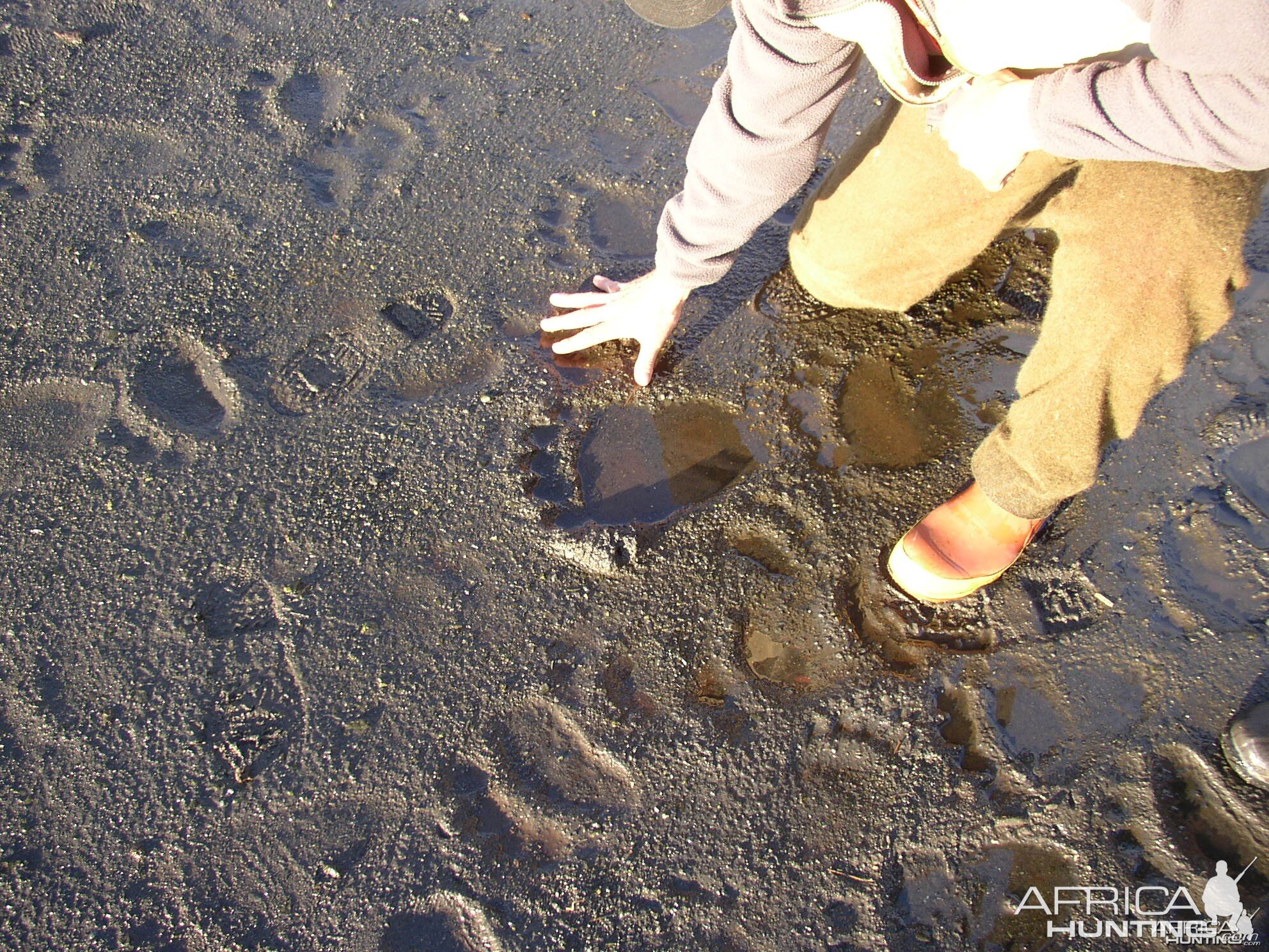 Kodiak Tracks