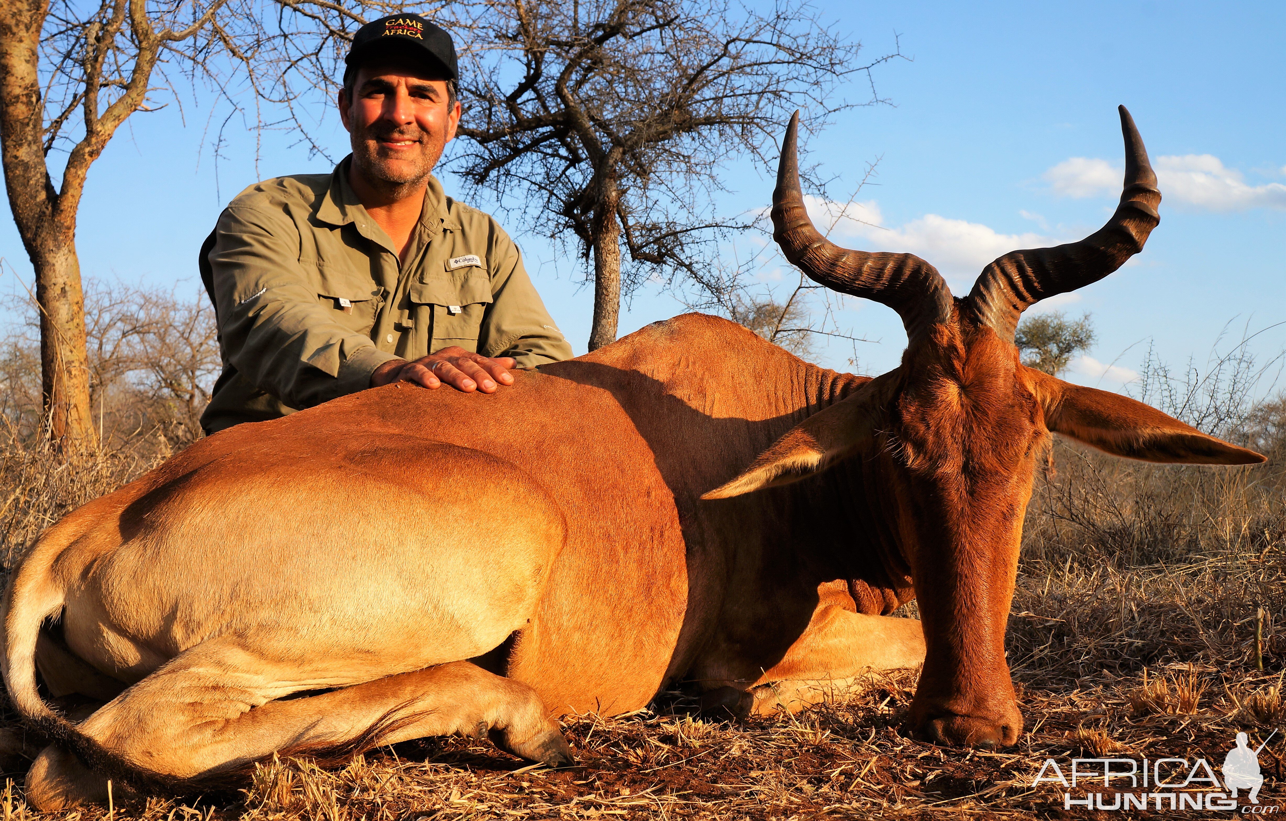 Kongoni Cokes Hartebeest Hunting Tanzania