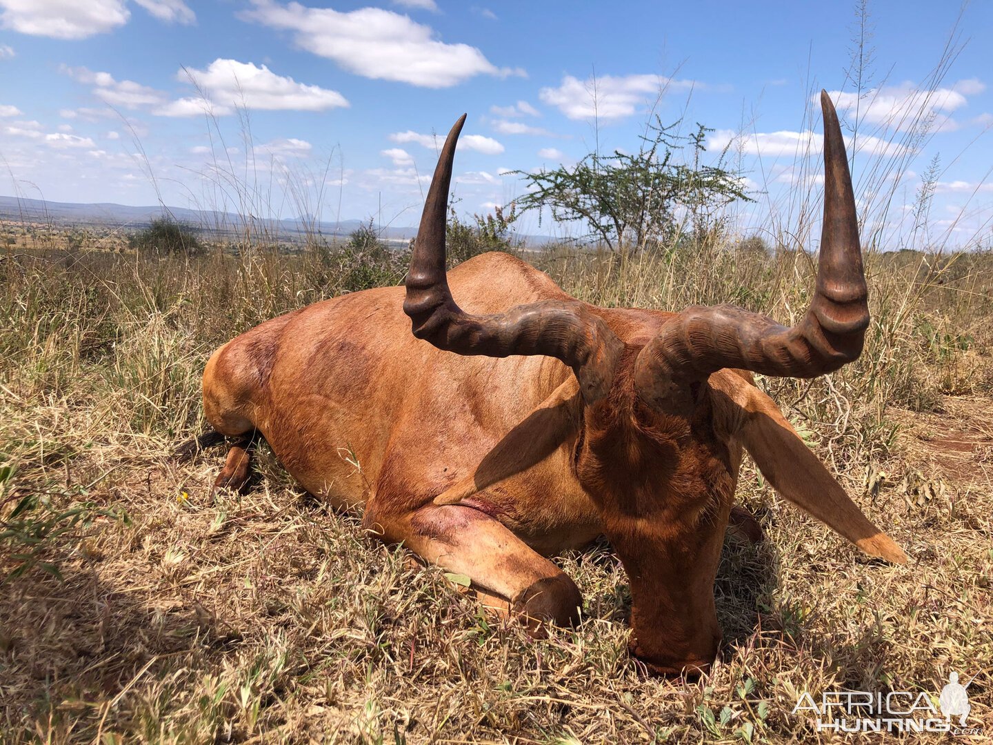 Kongoni Hunting Tanzania