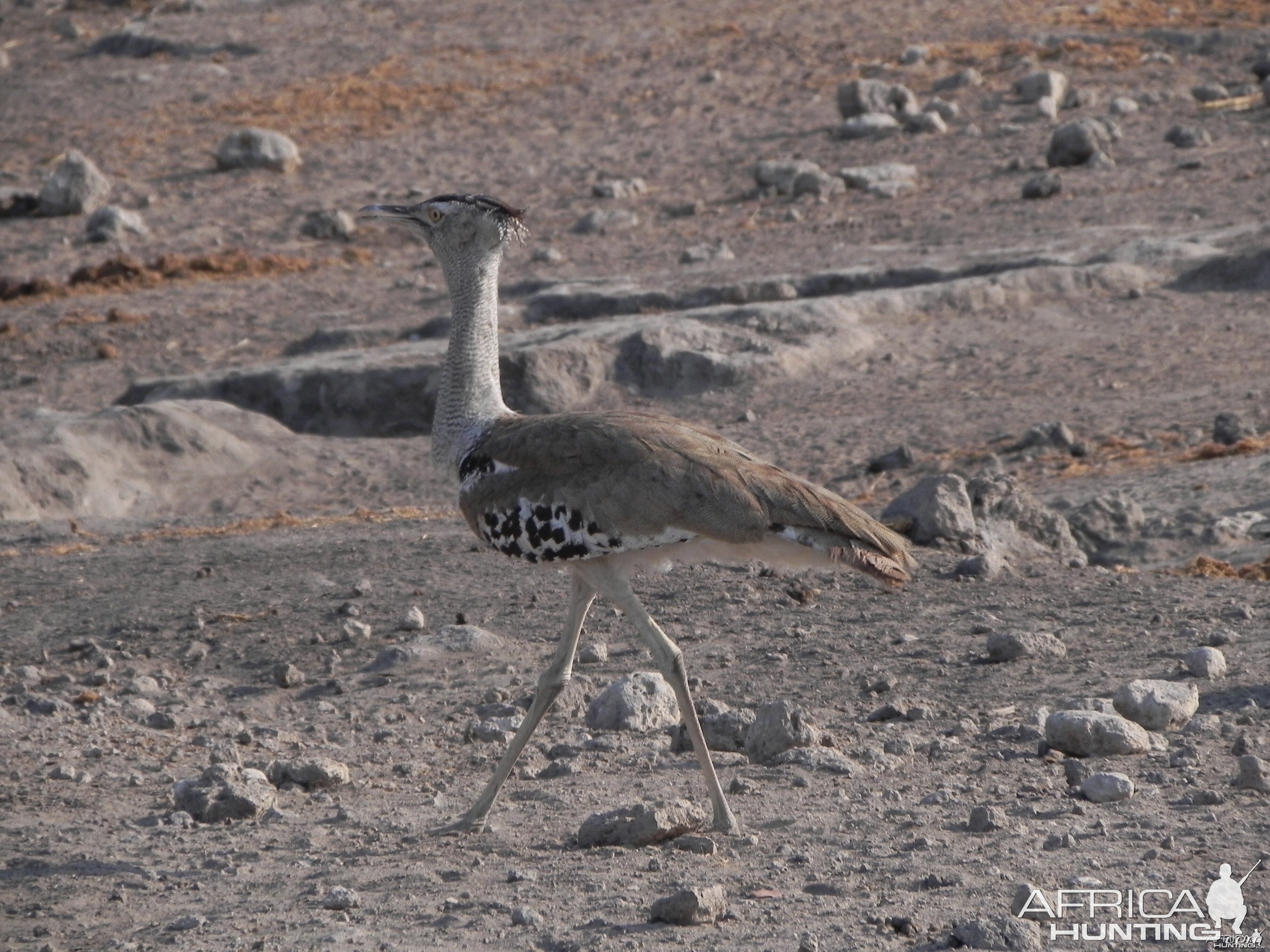 Kori Bustard Namibia