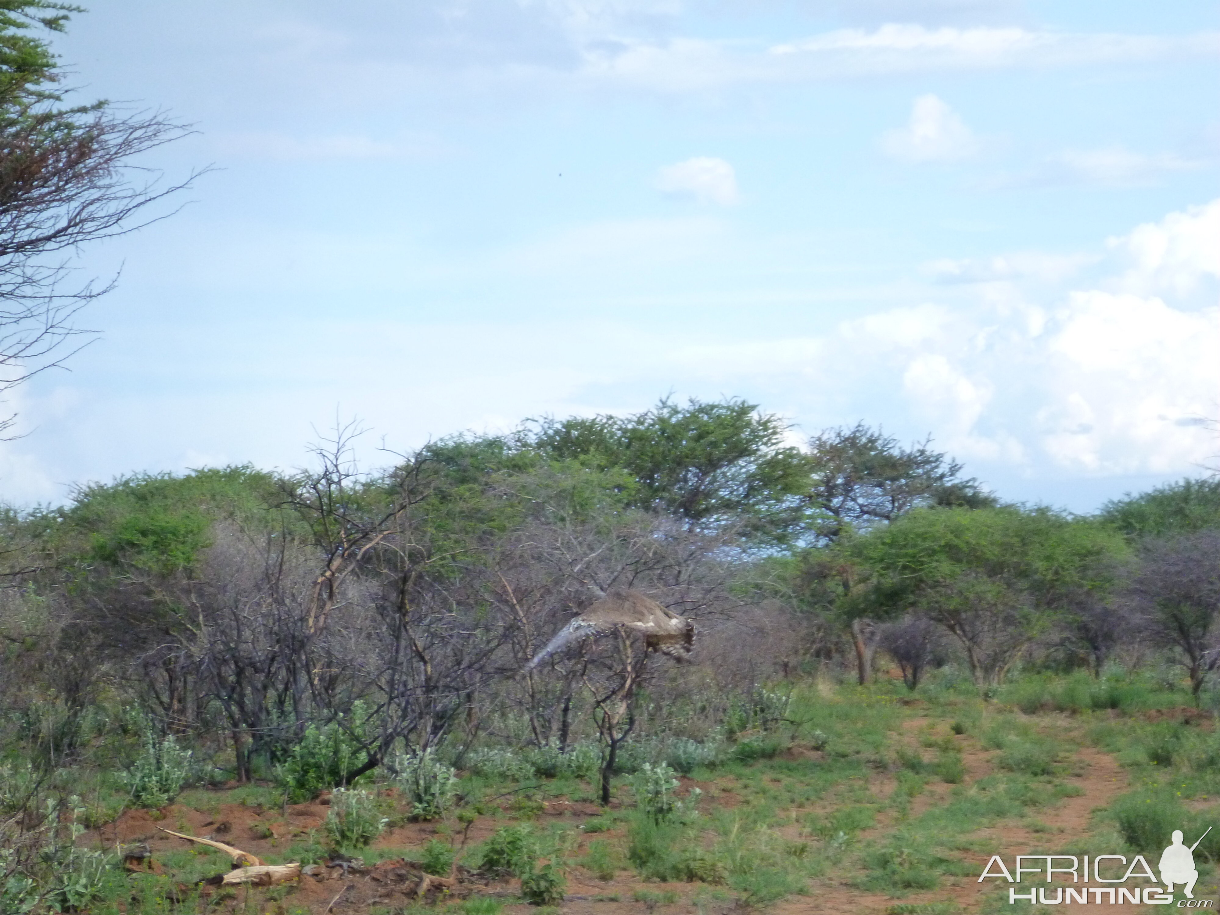 Kori Bustard Namibia