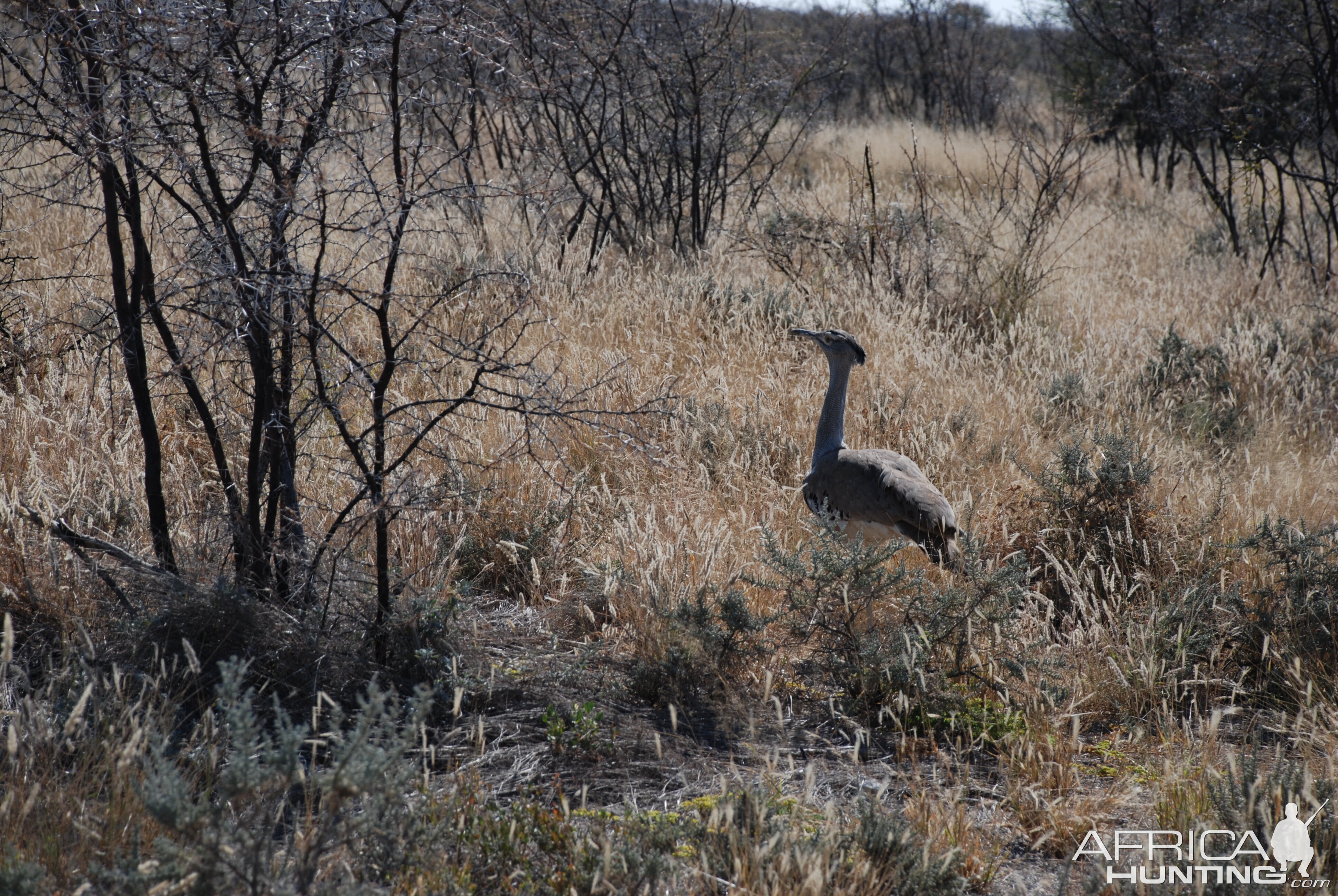 Kori Bustard, Namibia