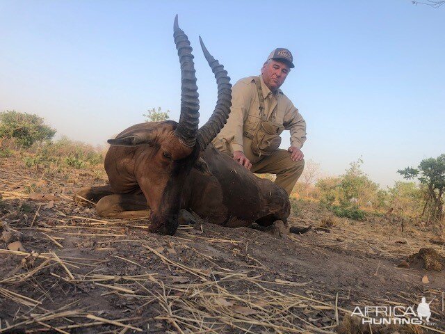 Korrigum (Senegal Hartebeest) Hunting Cameroon