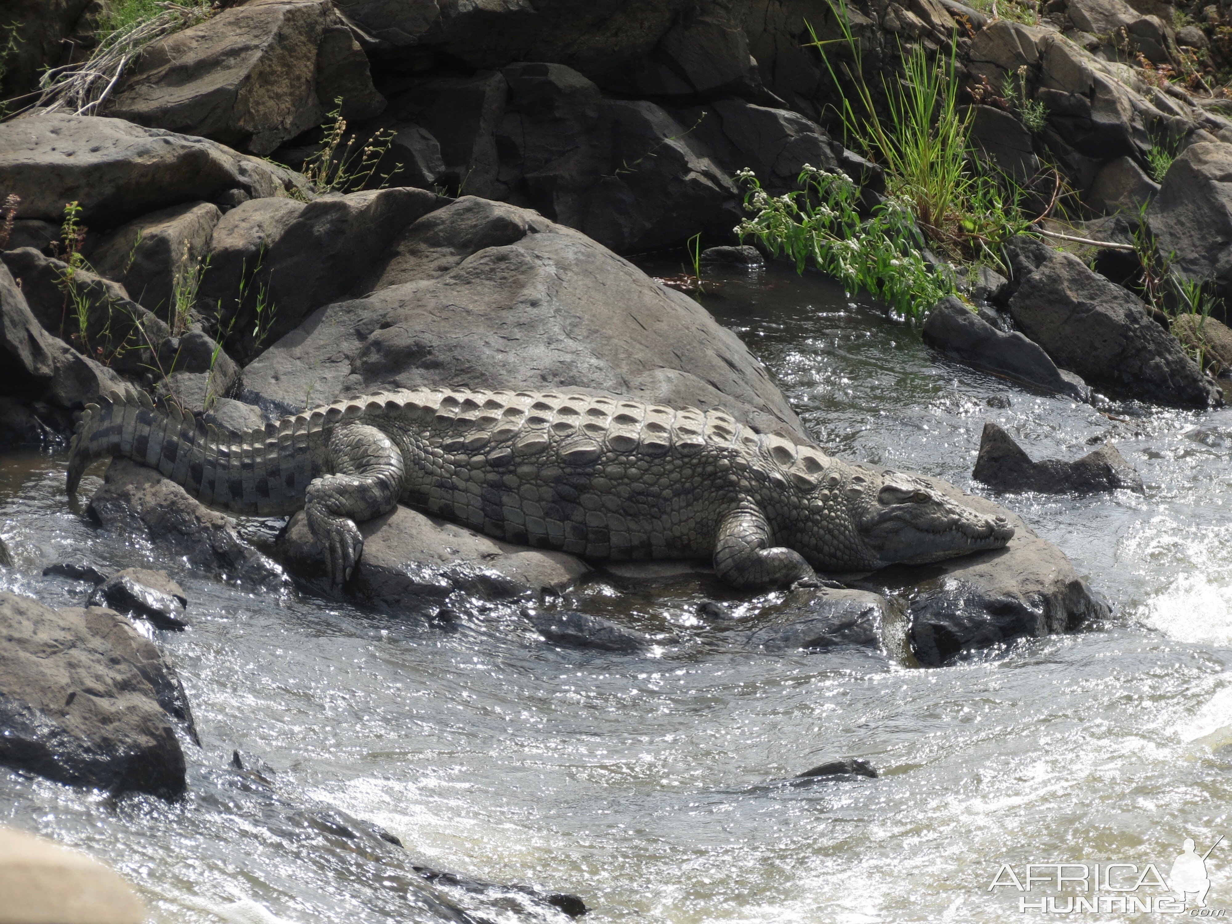 Kruger National Park Crocodile Sightseeing South Africa